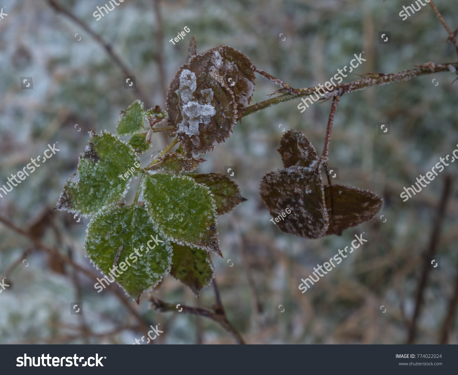 Frozen Winter Leaves Stock Photo 774022024 Shutterstock