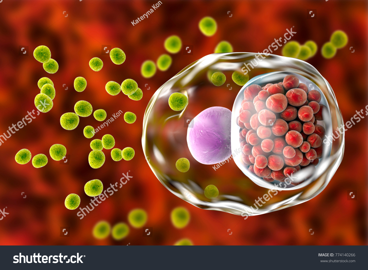 Chlamydia Trachomatis Bacteria 3d Illustration Showing Stock Illustration 774140266 Shutterstock 5988