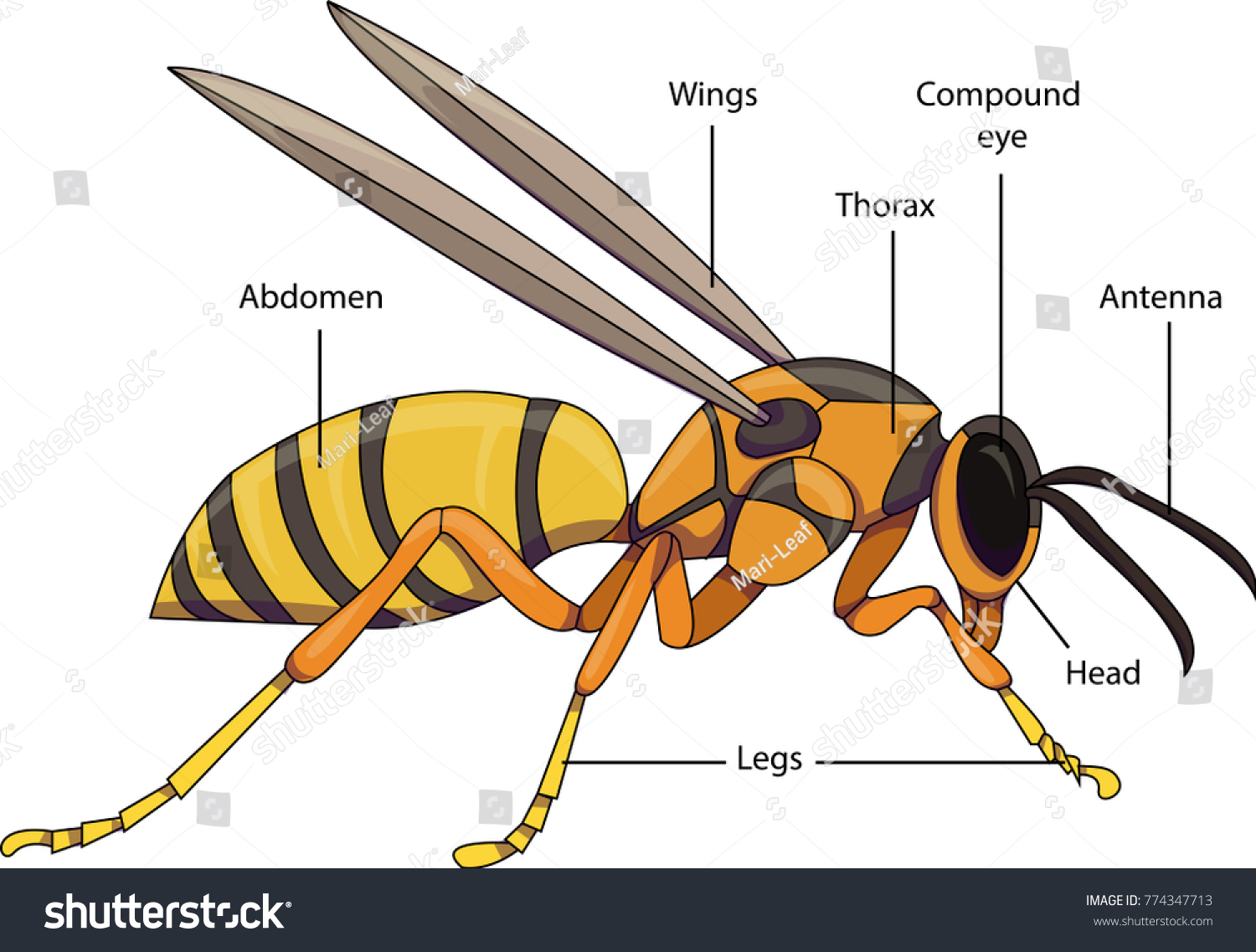 строение пчелы картинки