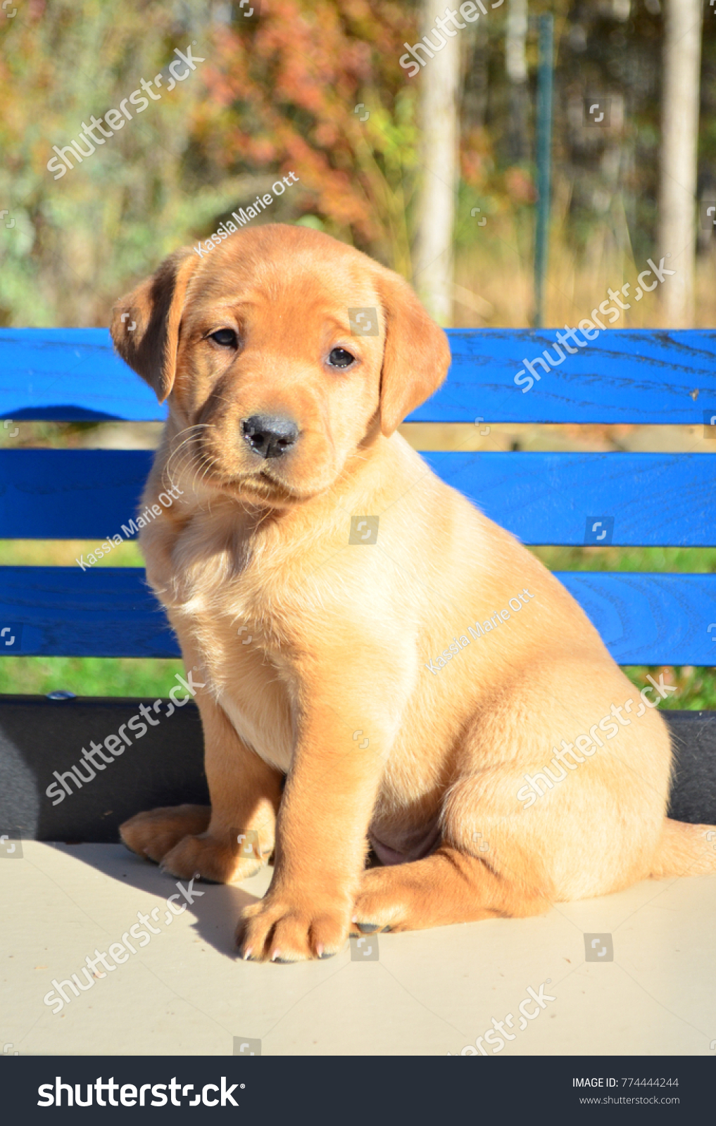 Red Fox Labrador Retriever Puppy Stock Photo Shutterstock