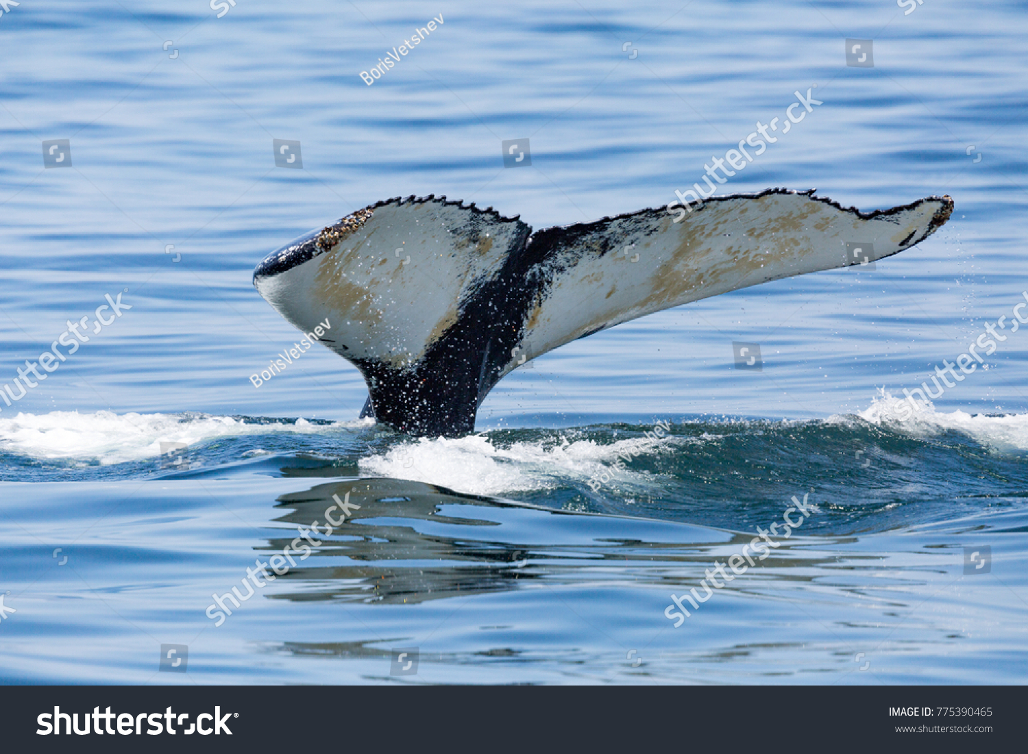 Whale Tail Boston Stockfoto 775390465 Shutterstock.
