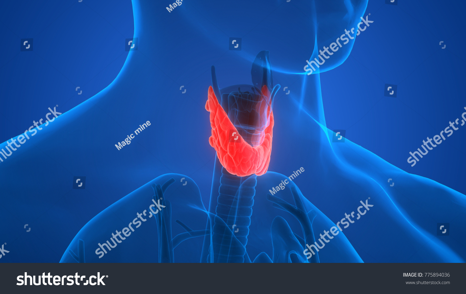 Human Body Glands Anatomy Thyroid Gland 스톡 일러스트 775894036 Shutterstock