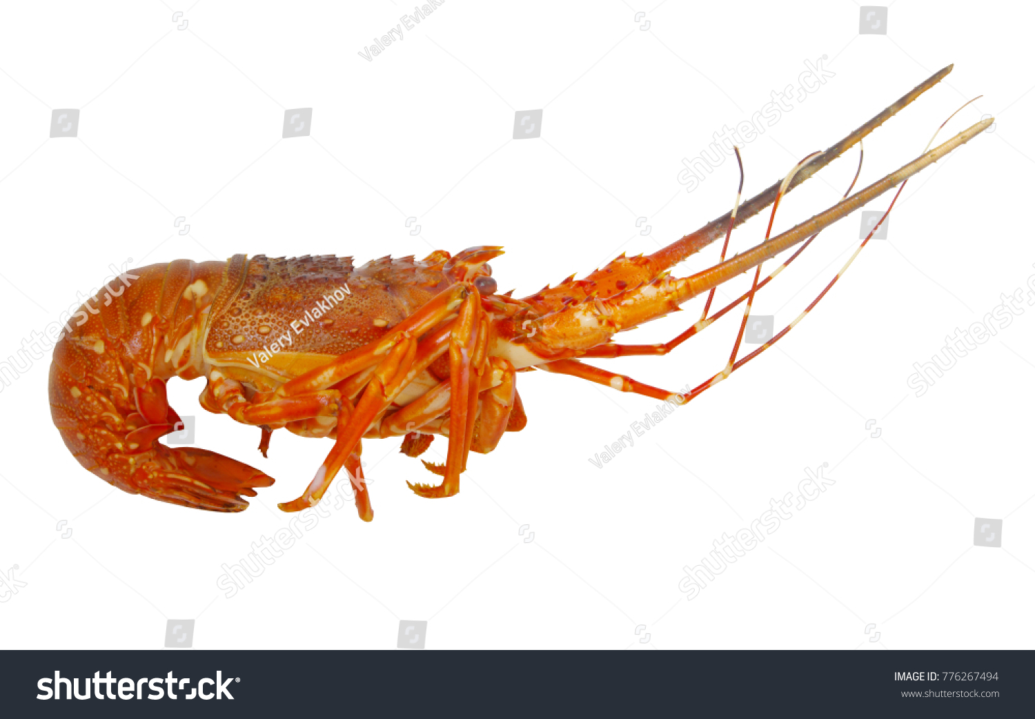 Cooked Spiny Lobster Isolated Stock Photo 776267494 | Shutterstock