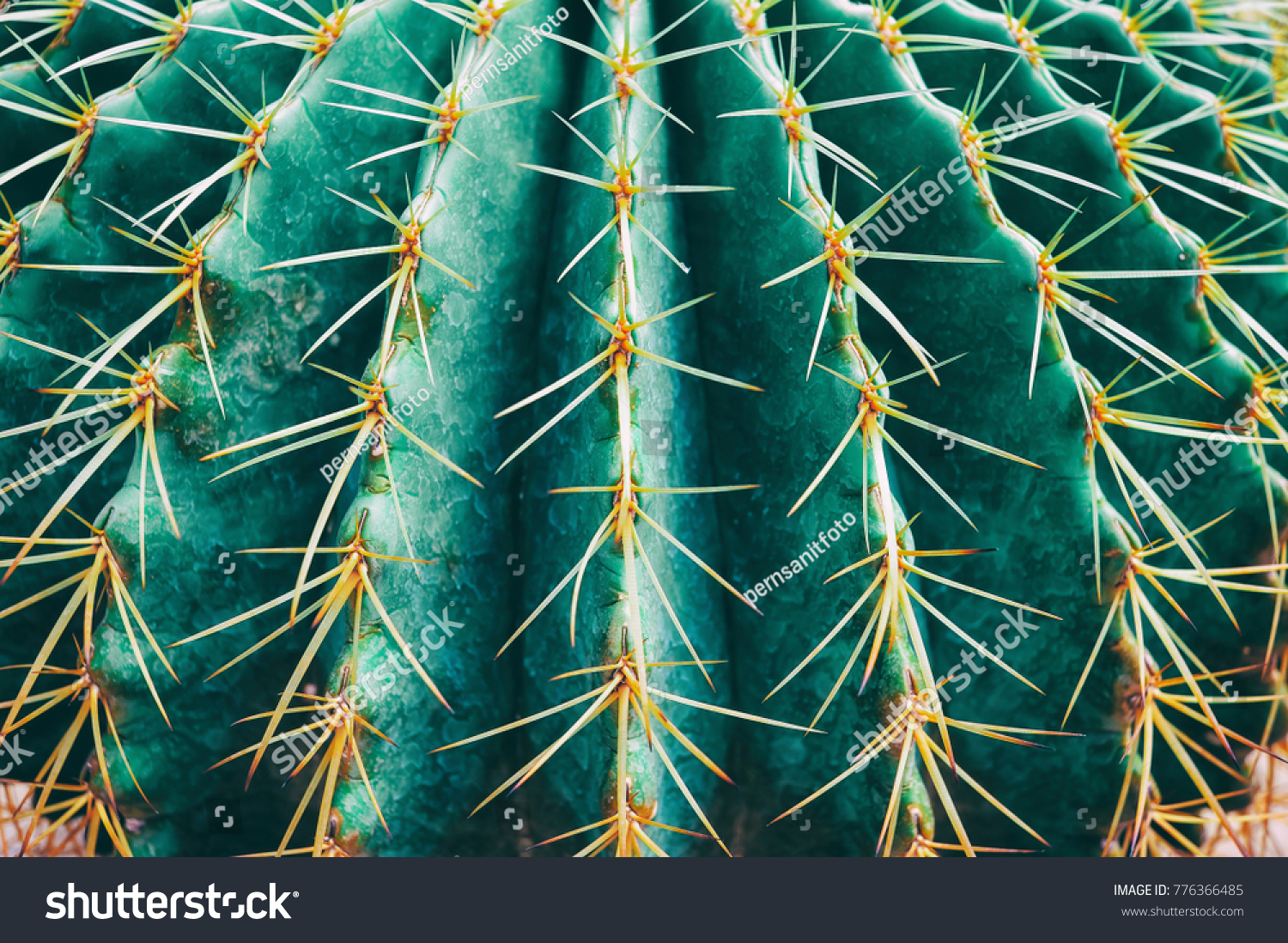 Текстура колючки кактуса