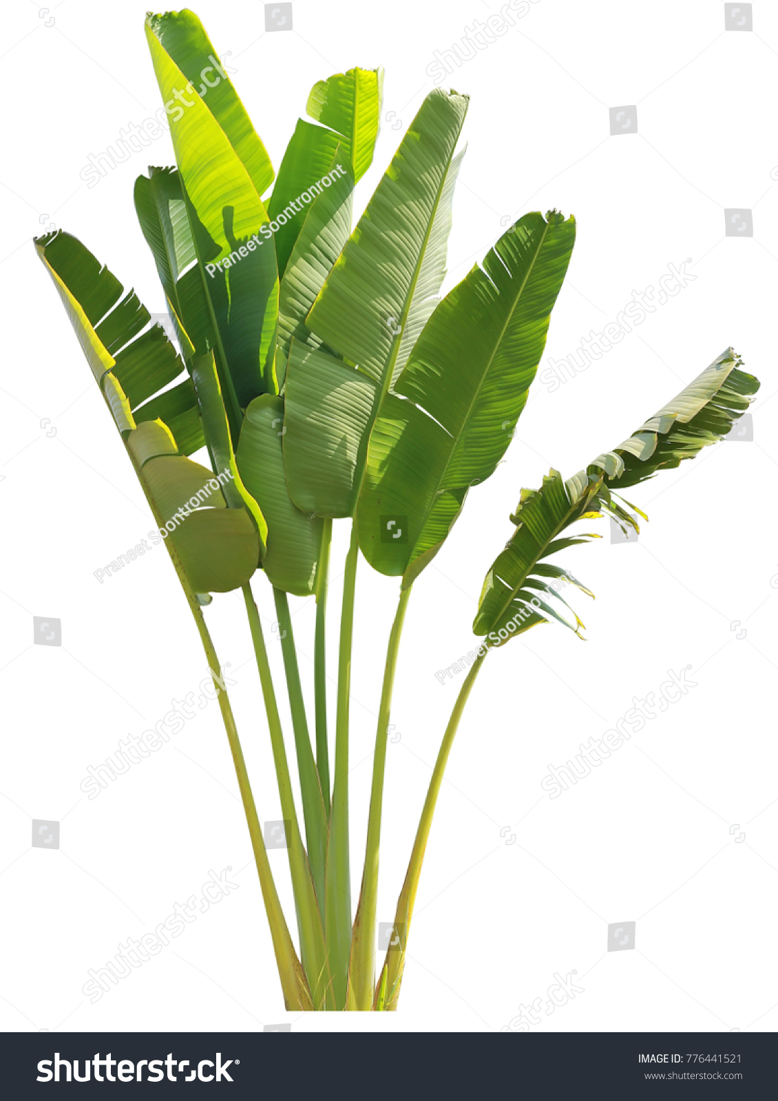 Banana Leaf On Isolate White Background Stock Photo 776441521 ...