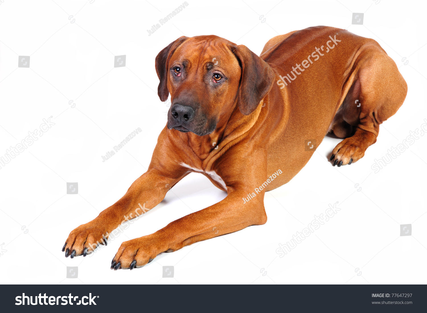 white rhodesian ridgeback