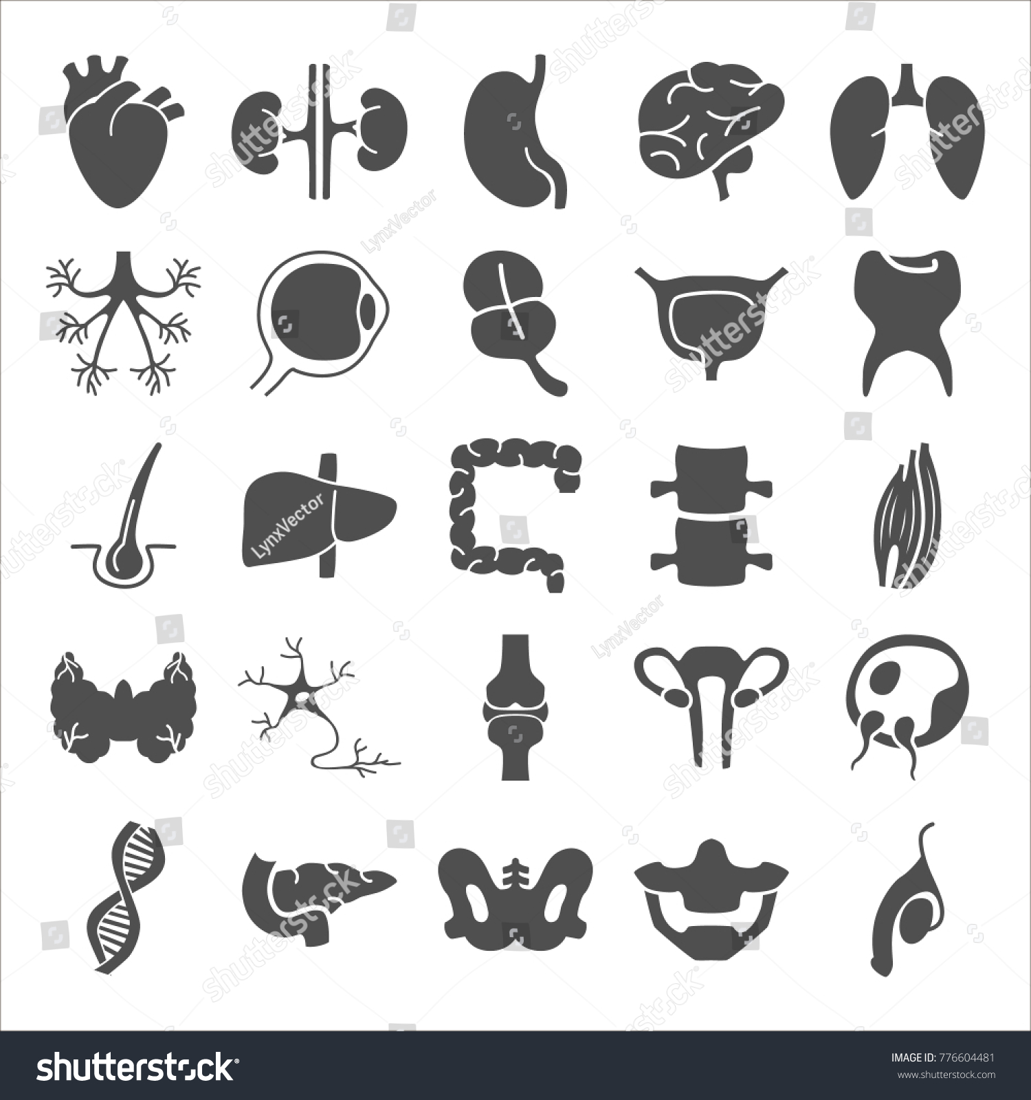 Human Anatomy Simple Icons Set Stock Vector (Royalty Free) 776604481 ...