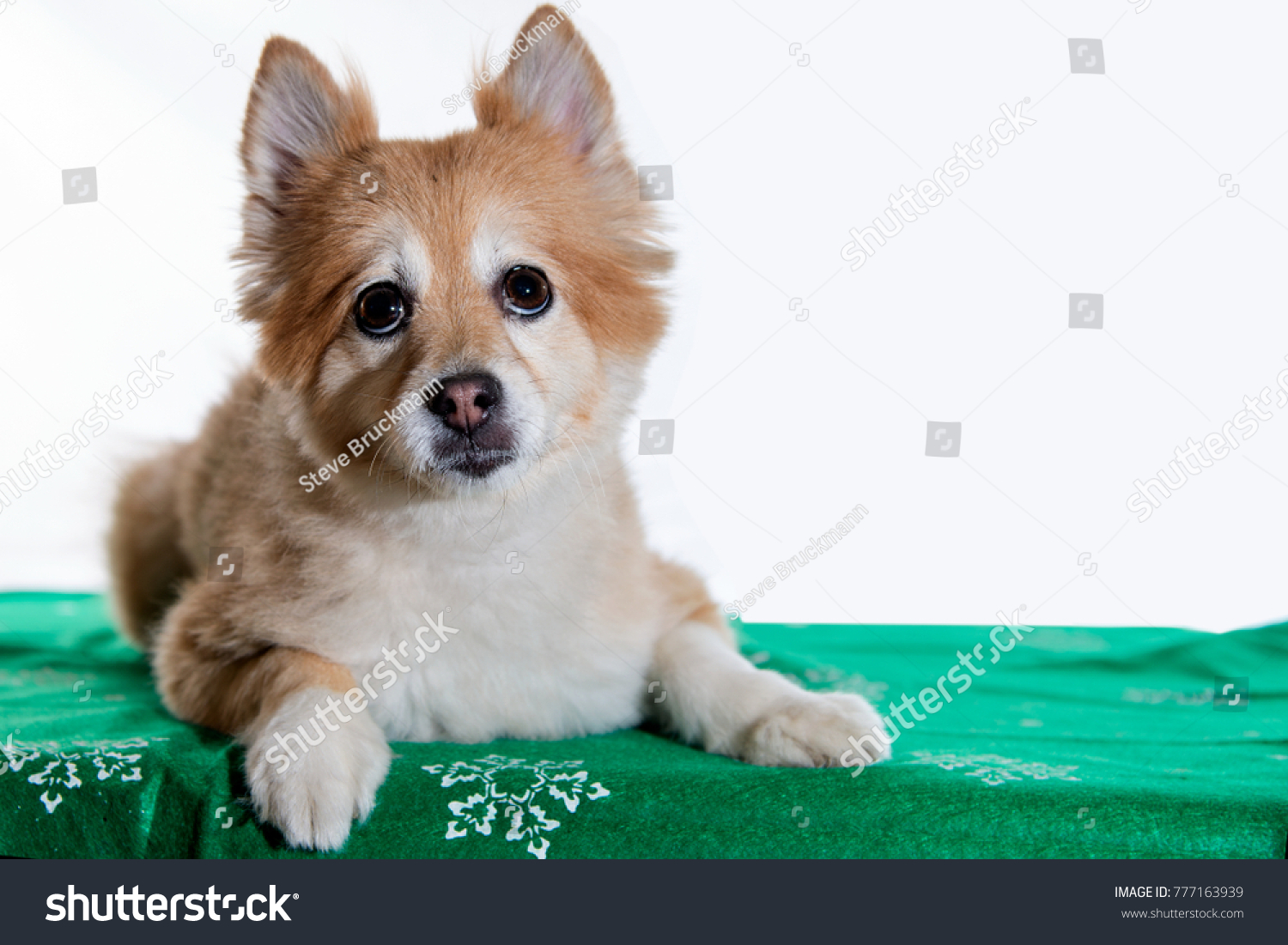 17 Shiba Inu Akita Mix Images, Stock Photos & Vectors | Shutterstock