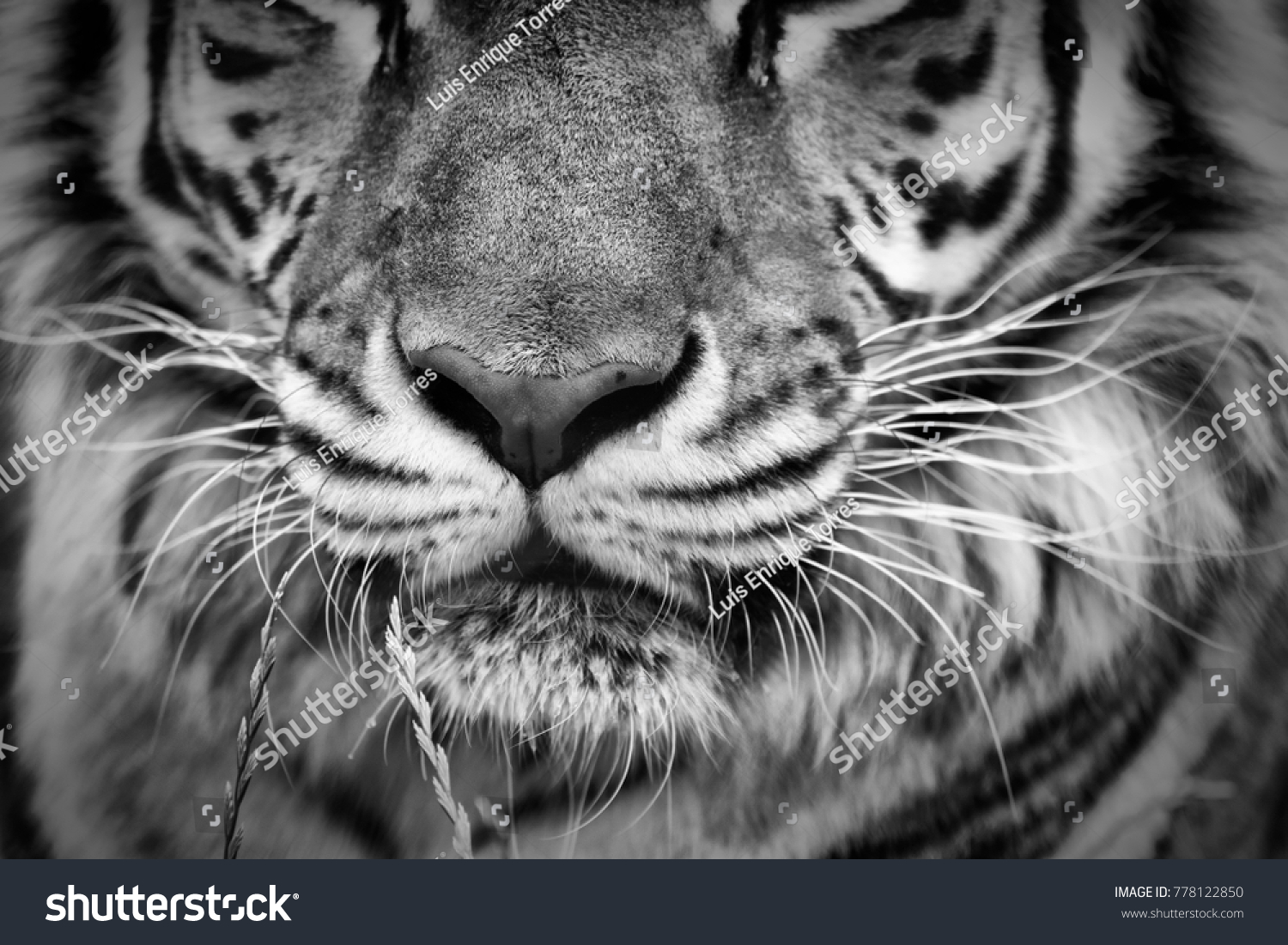 Tiger Portrait Black White Stock Photo 778122850 Shutterstock Stock Photo A Tiger Portrait In Black And White 778122850