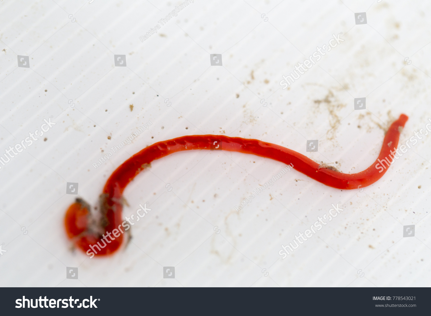 Nemertea Ribbon Worms Nature Stock Photo 778543021 | Shutterstock