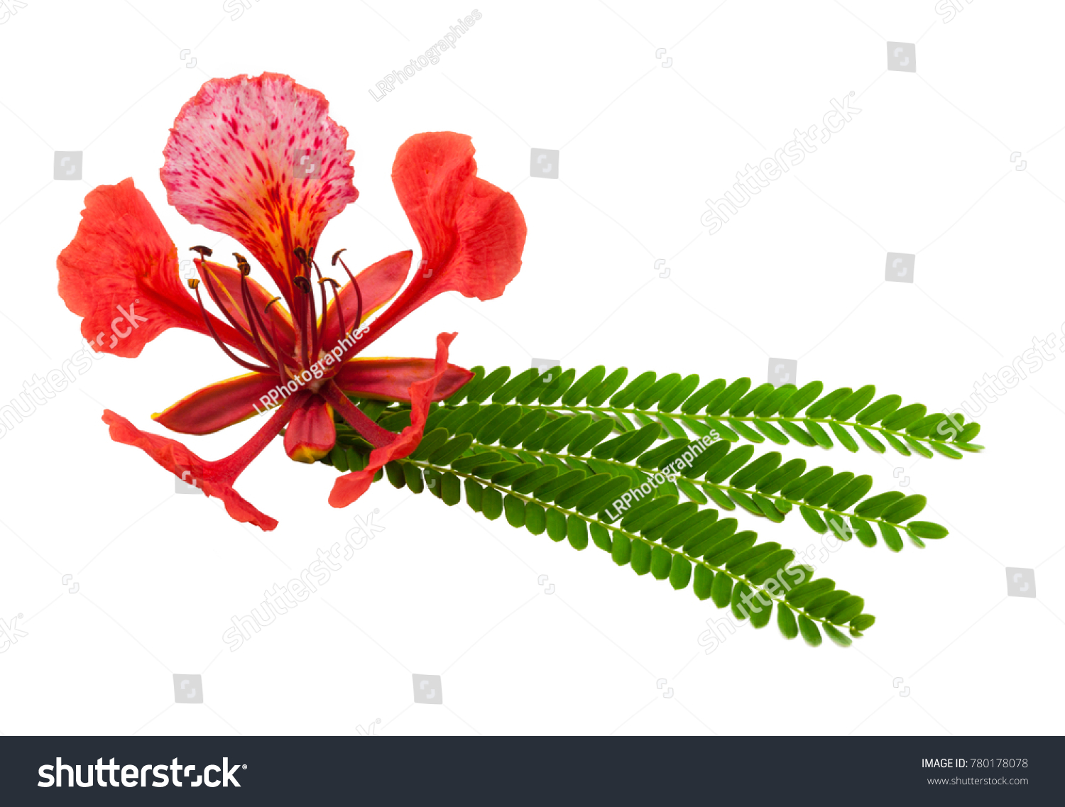 Gulmohar Flower White Background Gulmohar Tree Stock Photo 780178078 ...