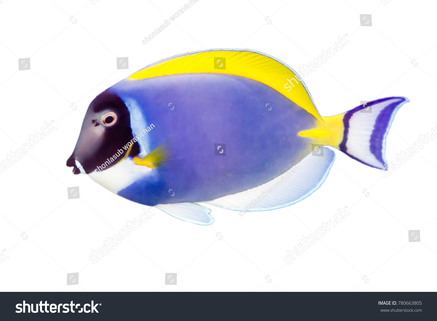 Marine Fish On White Isolated Background Stock Photo 780663805 ...