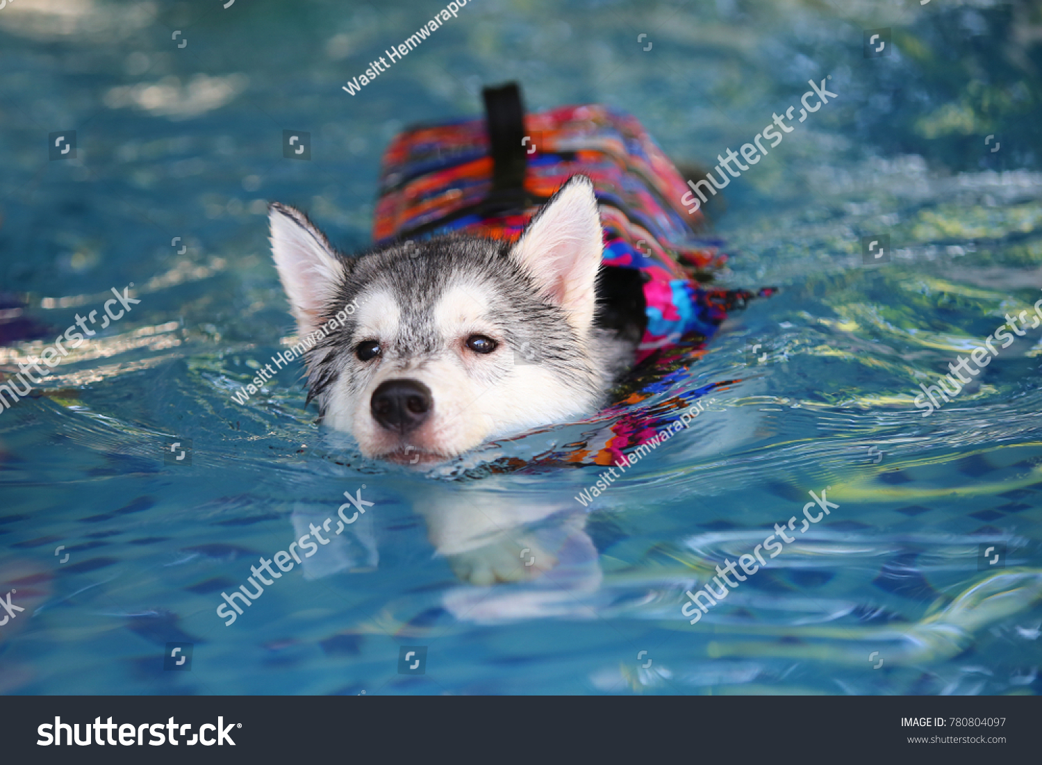 can husky puppies swim