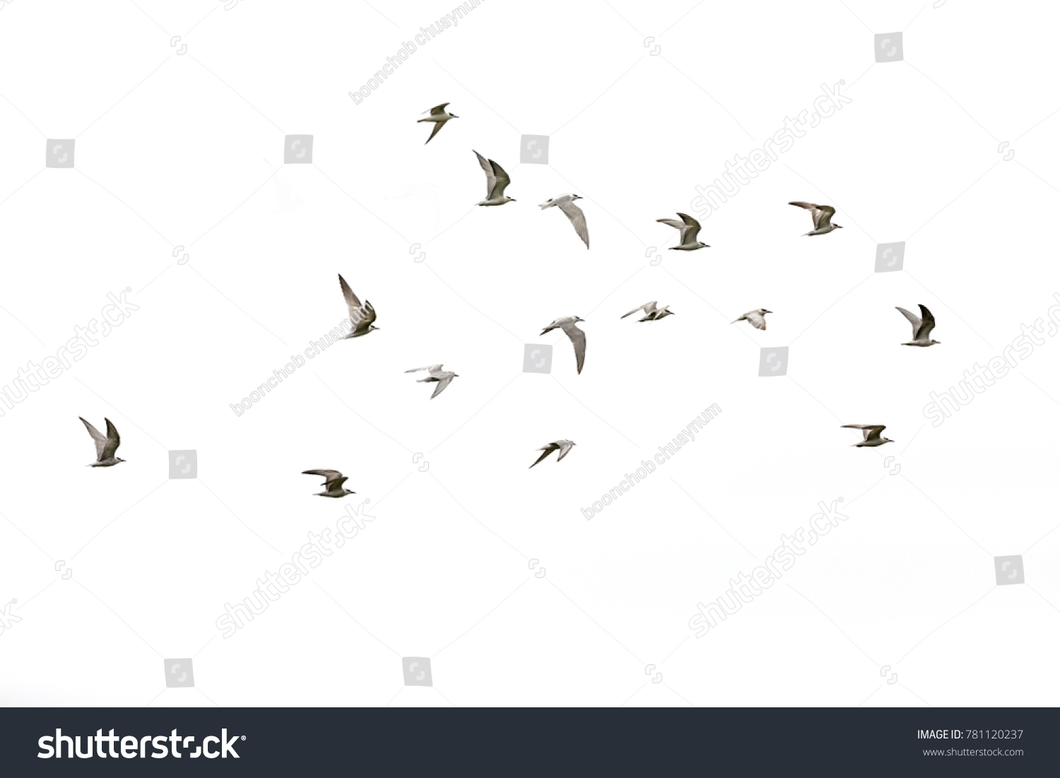 1,204 Flying Bird Outline Stock Photos, Images & Photography | Shutterstock