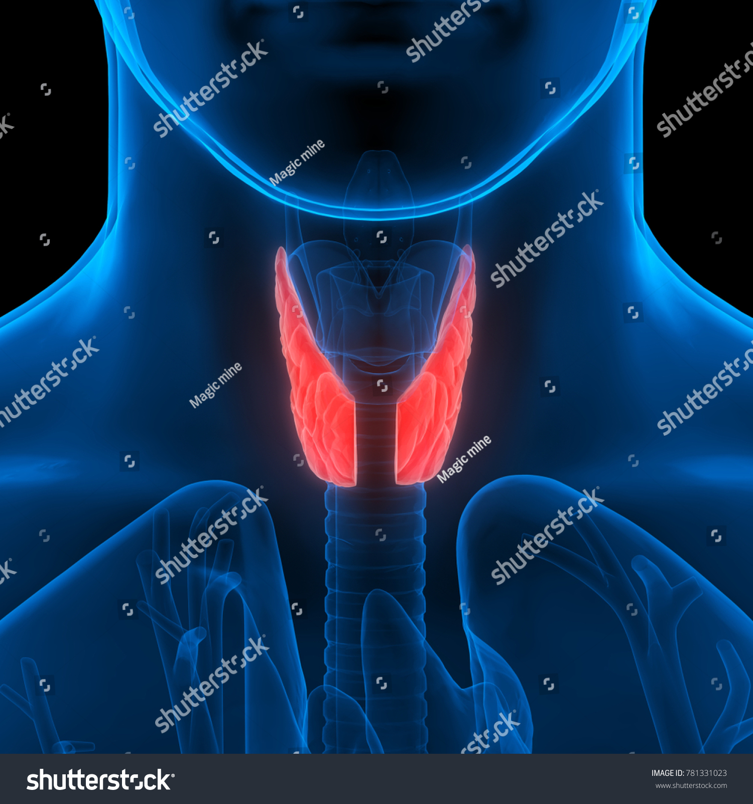 Human Body Glands Anatomy Lobes Thyroid Stock Illustration 781331023 ...