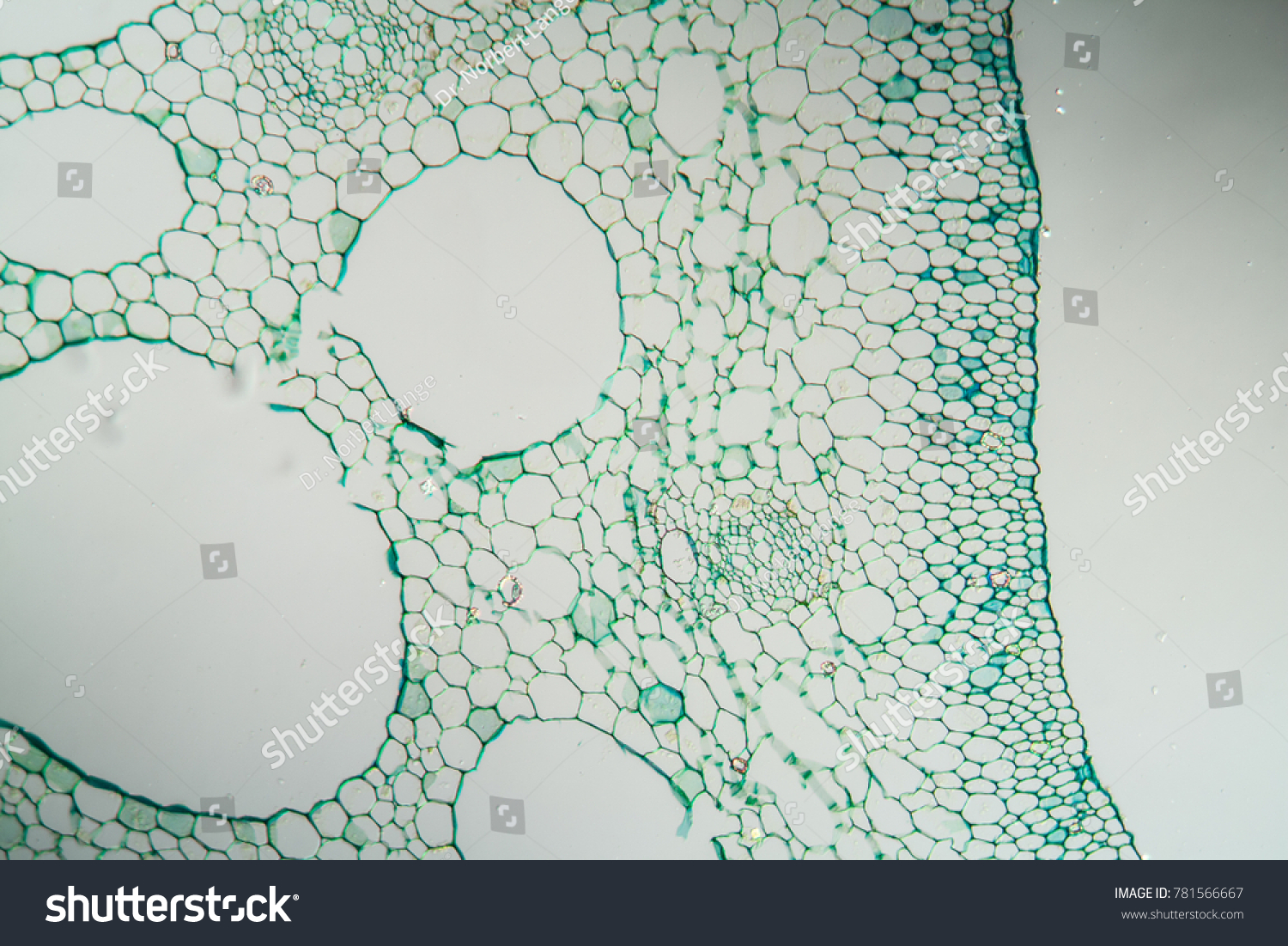 water lily leaf cross section