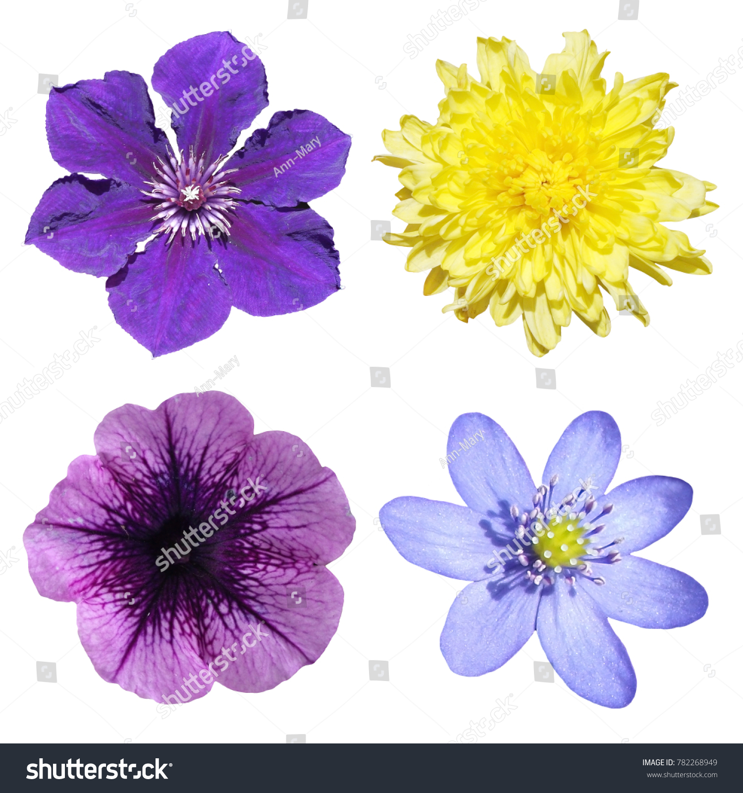 Clematis Chrysanthemum Petunia Liverwort Isolated On Stock Photo ...