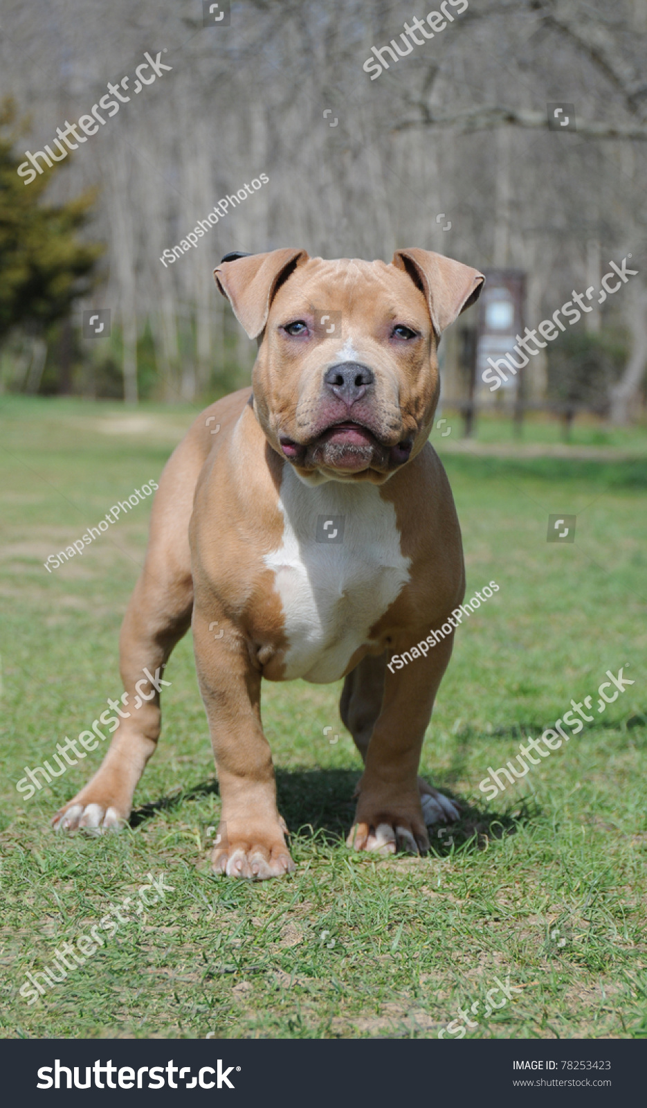 fawn blue nose pitbull bully