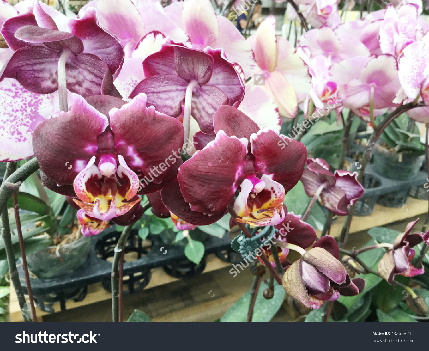 Purple Pink Orchid Background Stock Photo 782658211 | Shutterstock