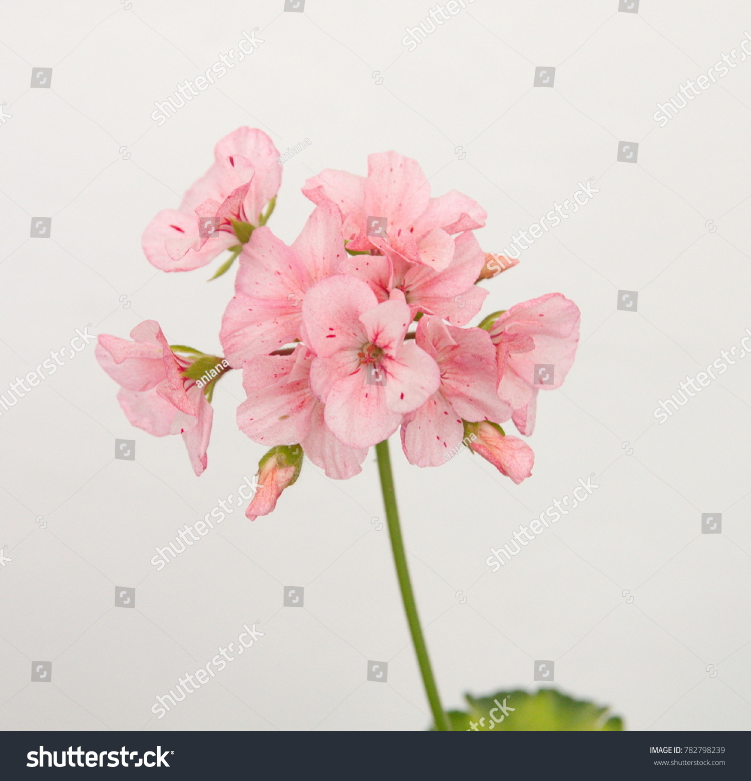 Geranium Plant Horizon Divas Ripple Mixed Stock Photo 782798239 ...