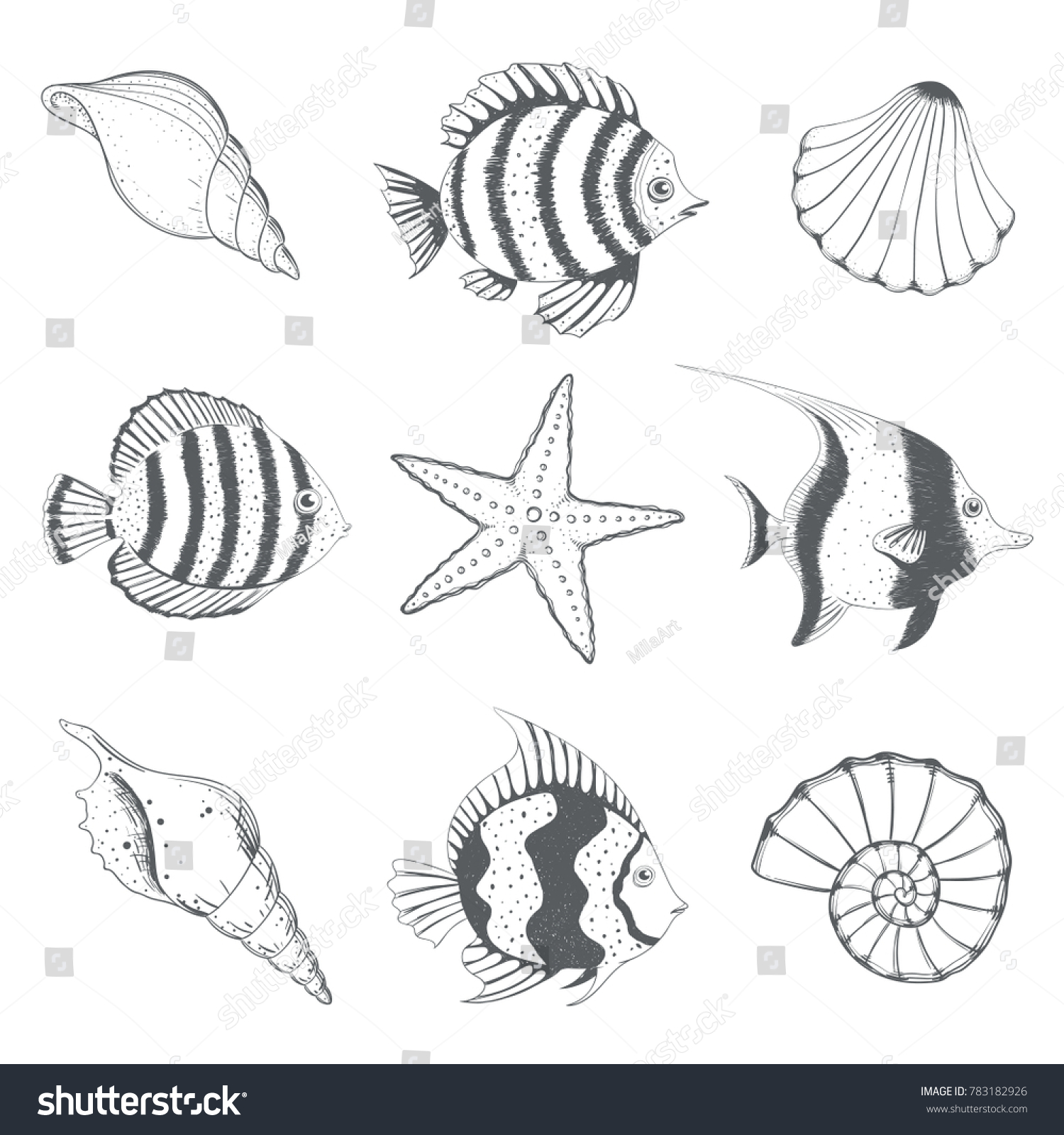 Set Hand Drawn Seashells Fish Vector Stock Vector (Royalty Free ...