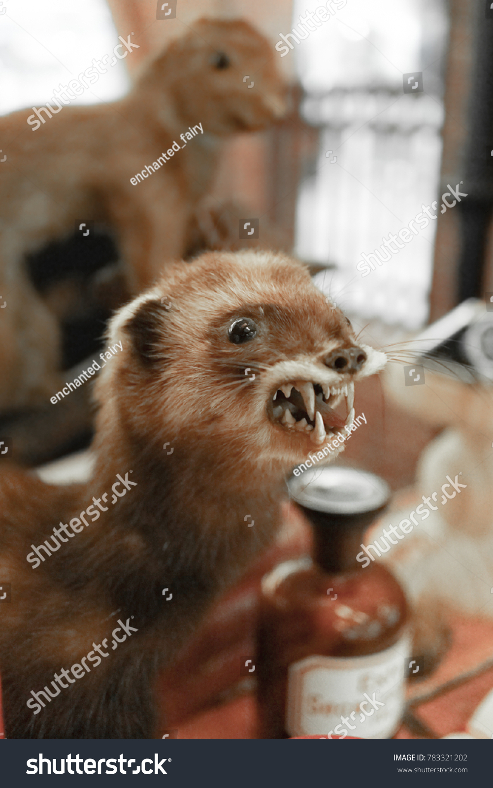 stuffed ferret taxidermy