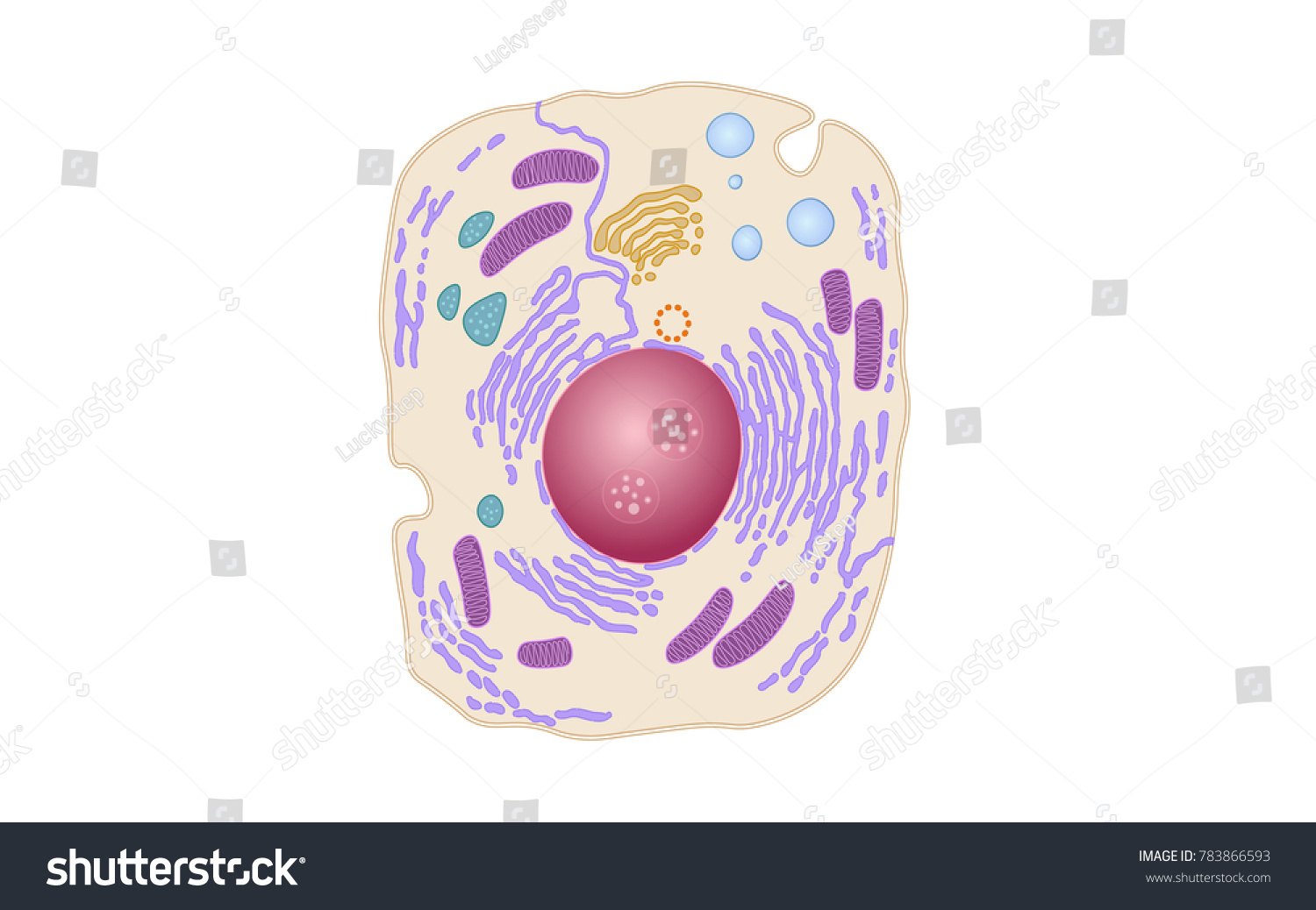 Animal Human Cell Structure Educational Science Stock Vector (Royalty ...