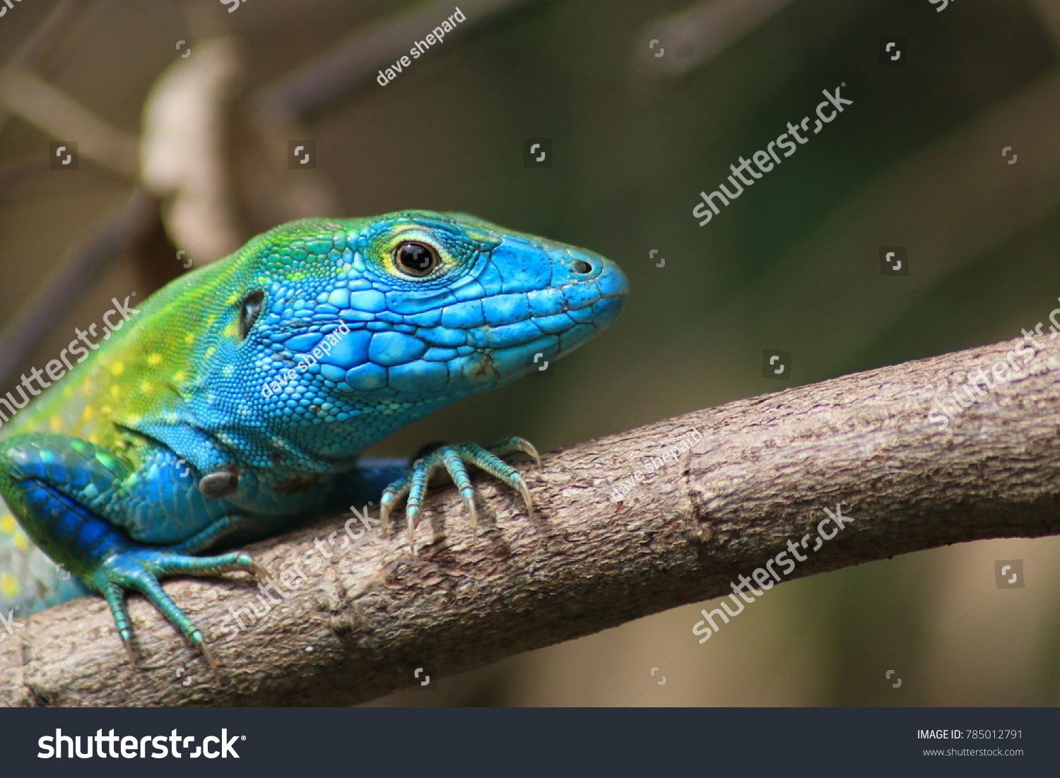 green blue lizard