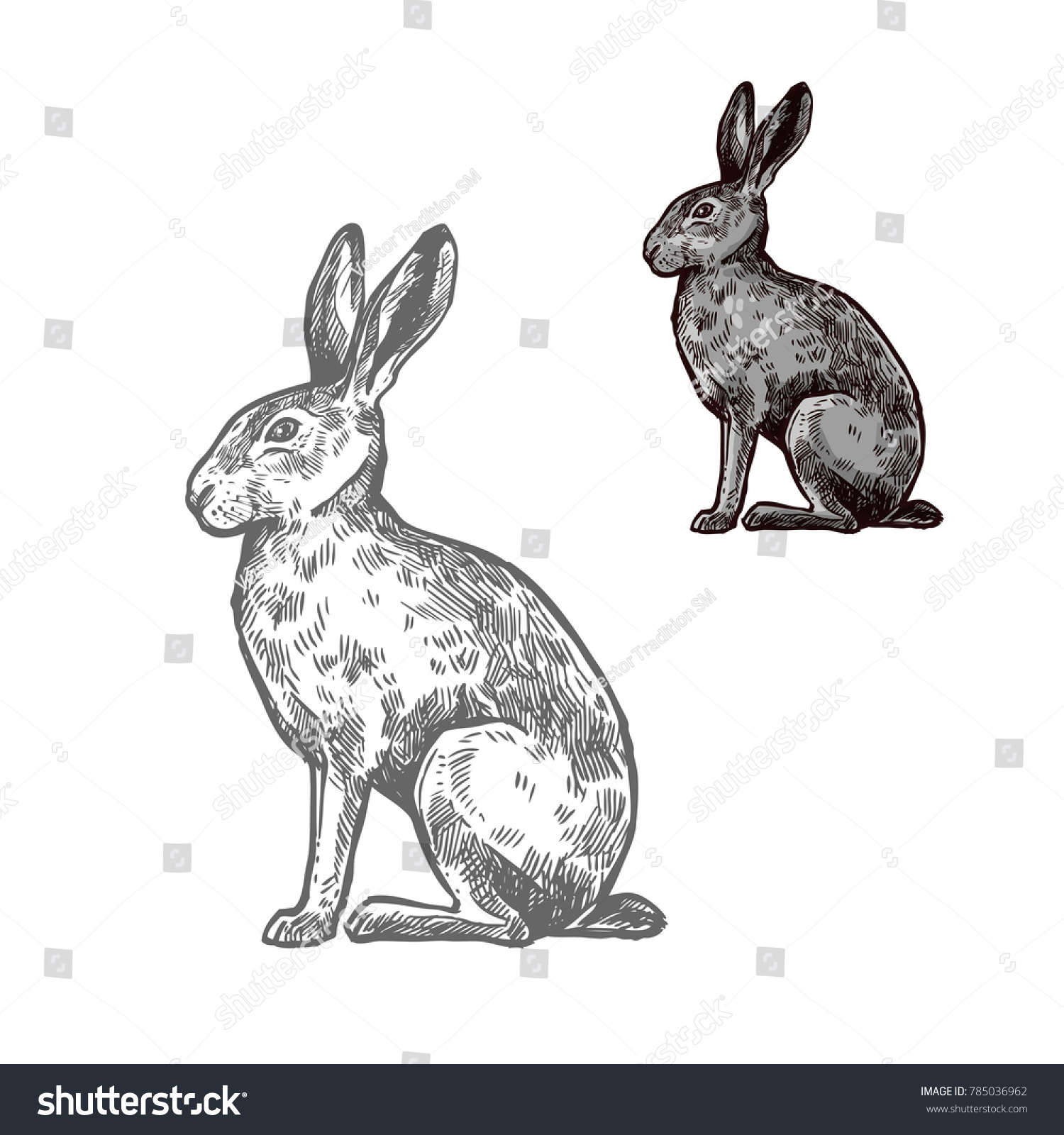 Hare Rabbit Wild Animal Isolated Sketch Stock Vector (Royalty Free ...