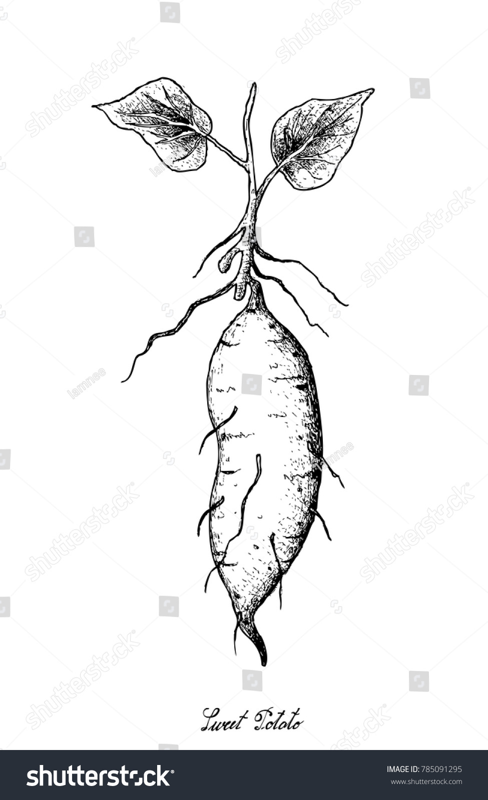 Root Tuberous Vegetables Illustration Hand Drawn Stock Vector (Royalty ...