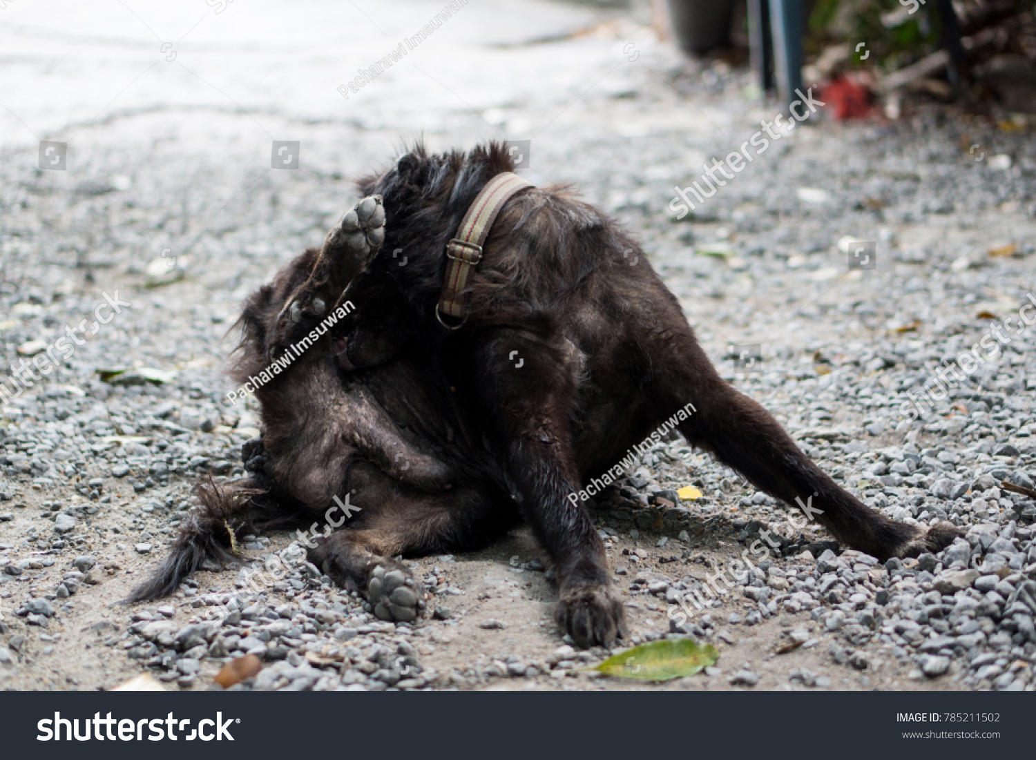 do greyhounds clean themselves