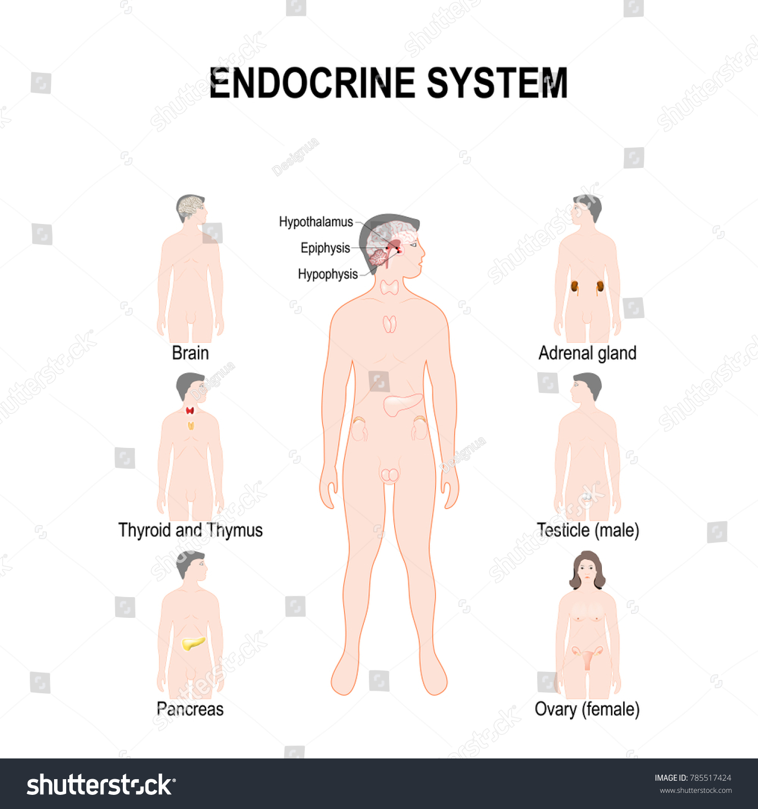 Endocrine System Human Anatomy Set Human Stock Illustration 785517424 Shutterstock 