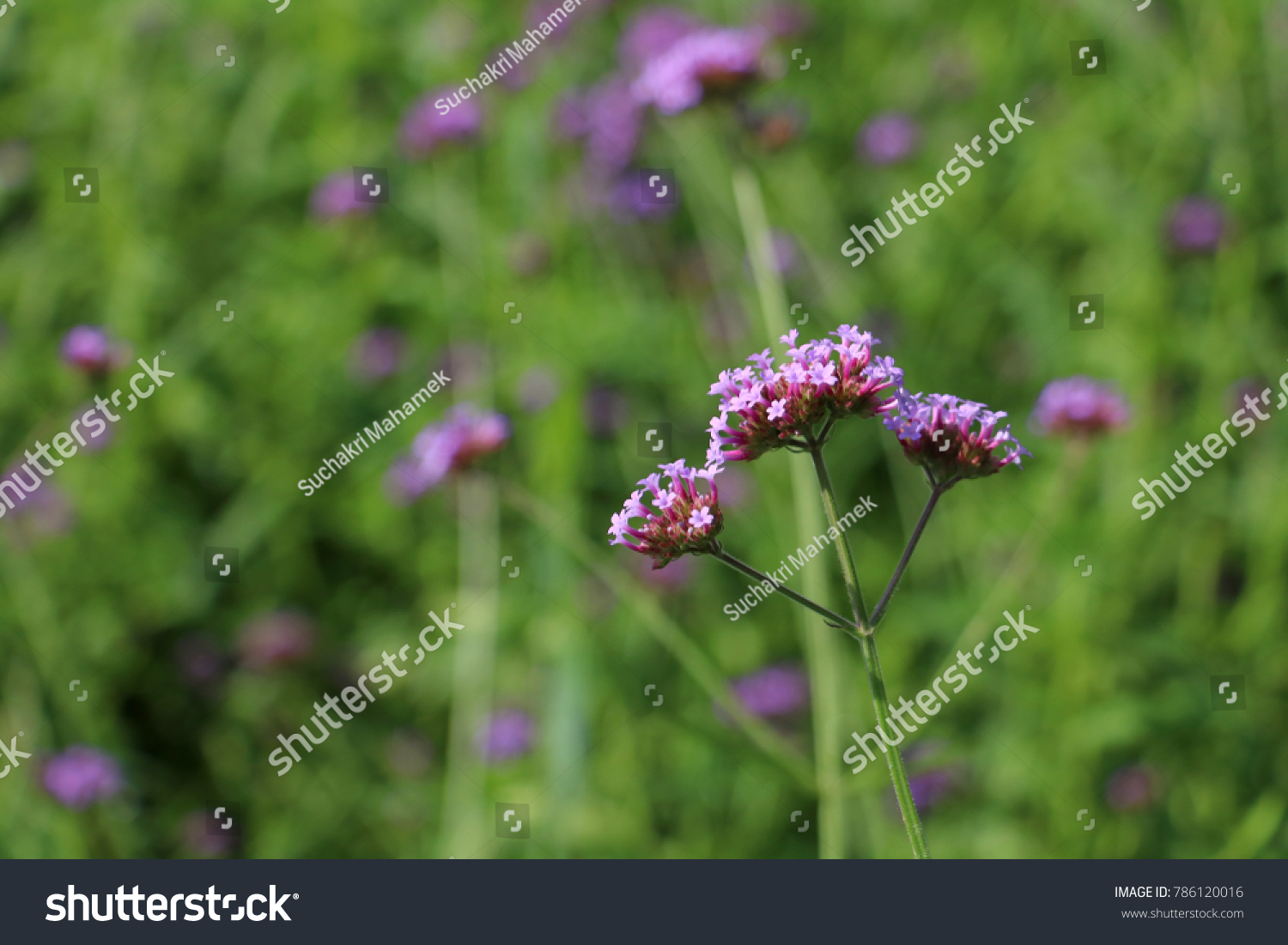 Purple Flowers Bure Background Stock Photo 786120016 | Shutterstock