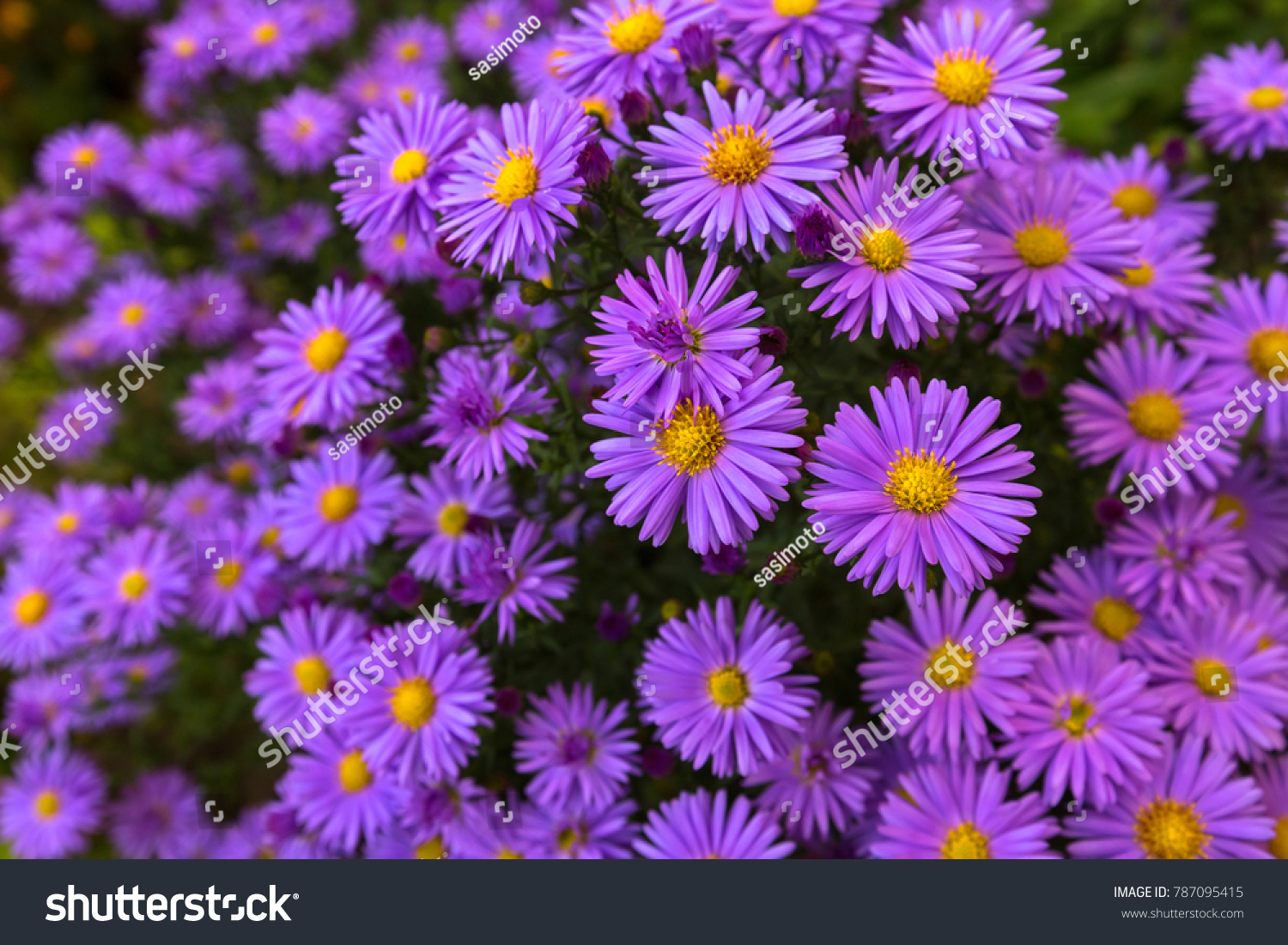 Purple Flowers Italian Asters Michaelmas Daisy Stock Photo 787095415 ...