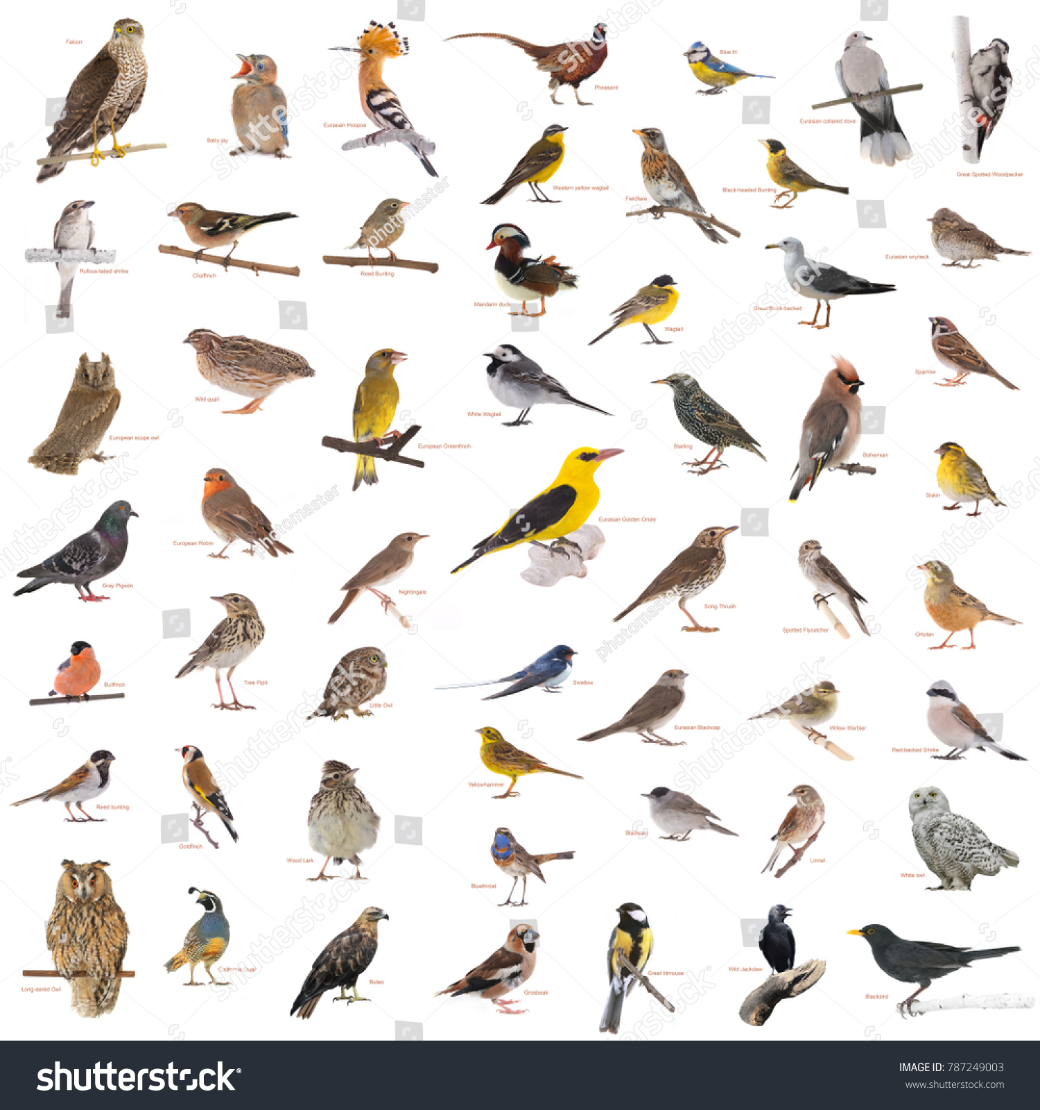 Collage Wild Birds Names Isolated On Stock Photo 787249003 | Shutterstock