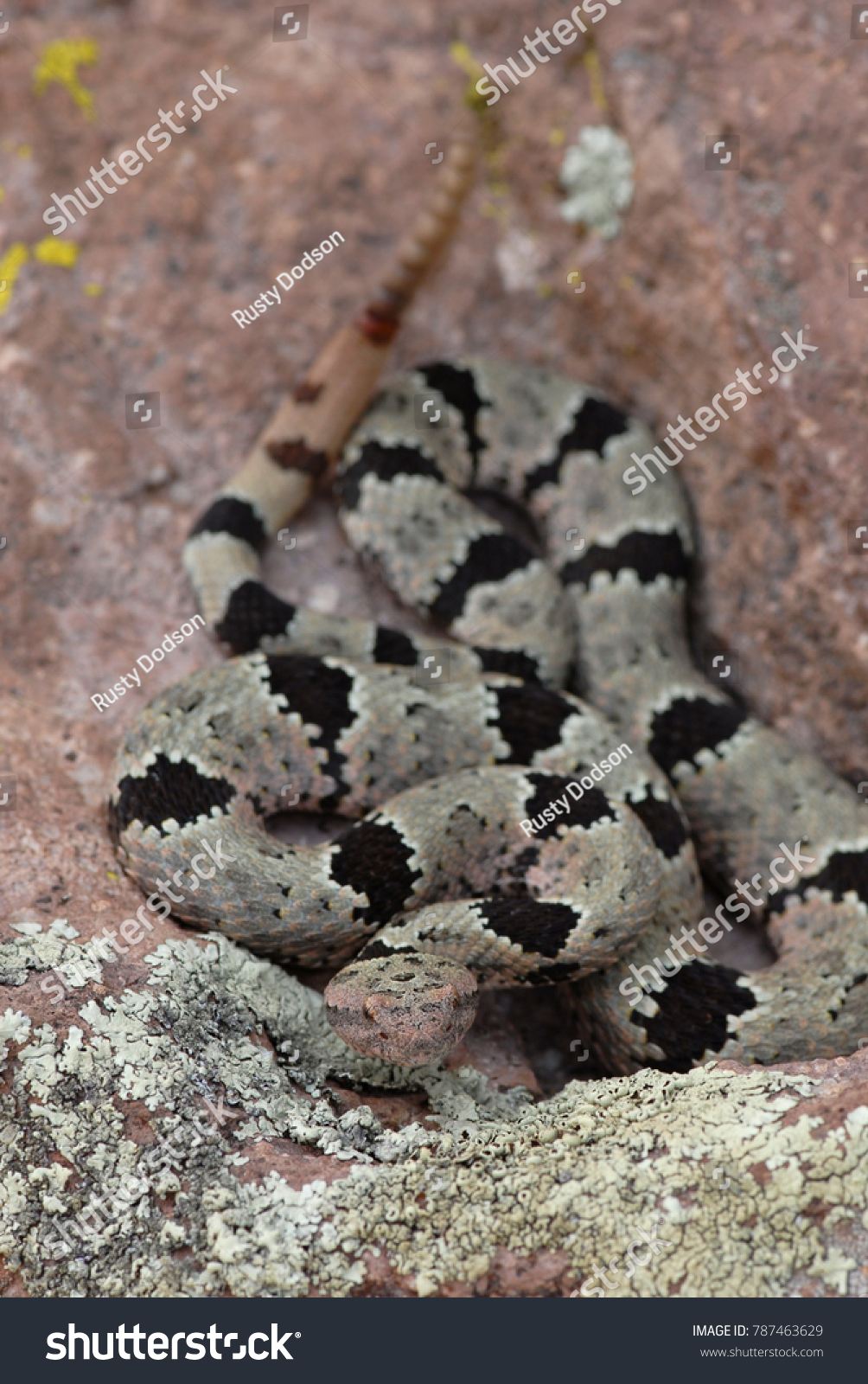 camouflage rattlesnake