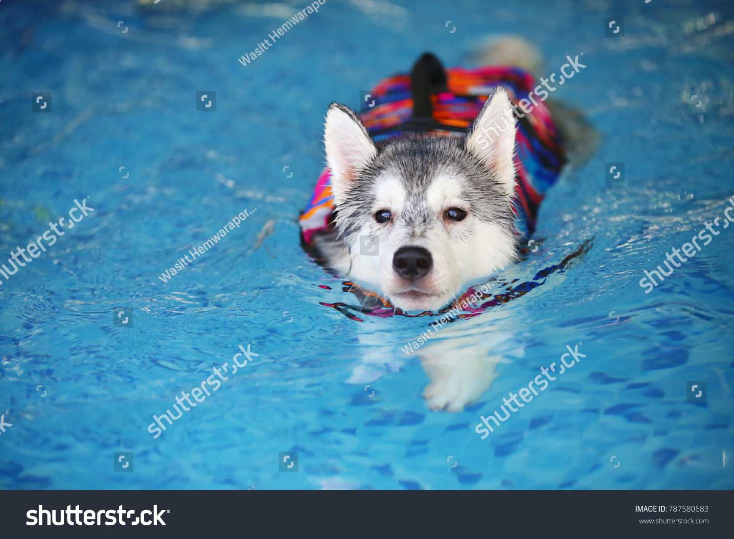can husky puppies swim