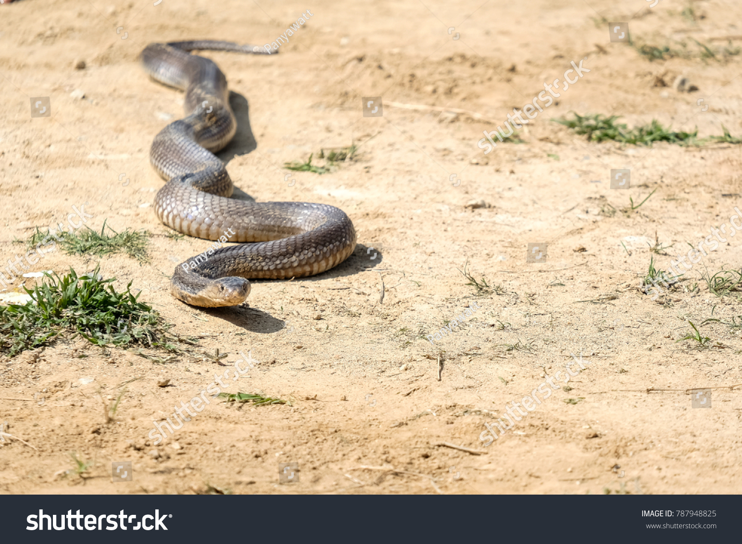 King Cobra Snake Stock Photo 787948825 | Shutterstock