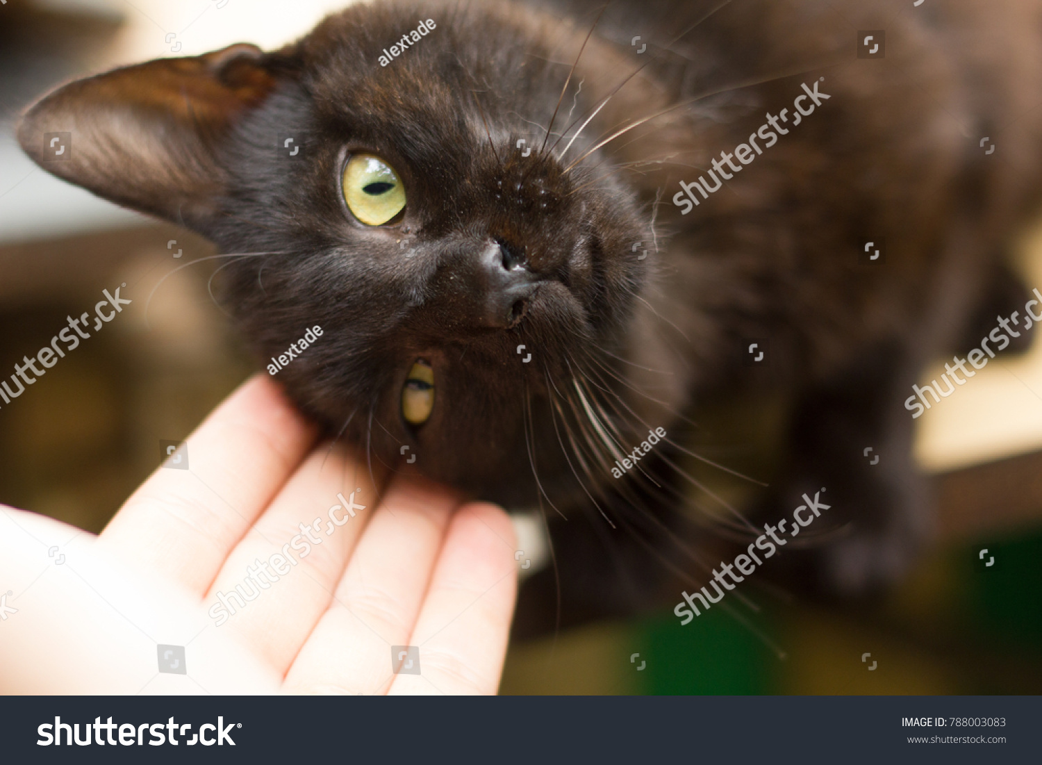 black cuddly cat