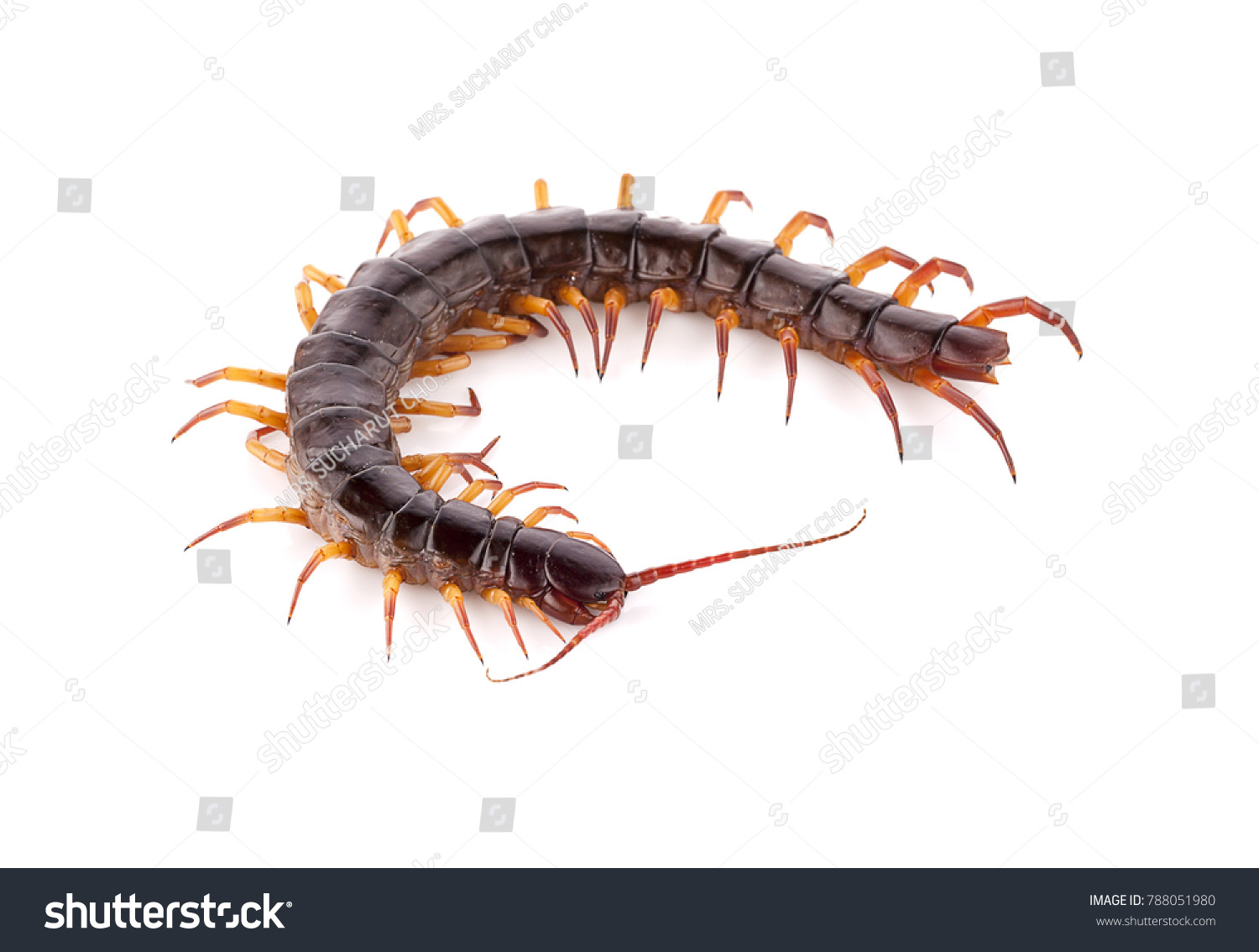 Centipede On White Background Stock Photo 788051980 | Shutterstock