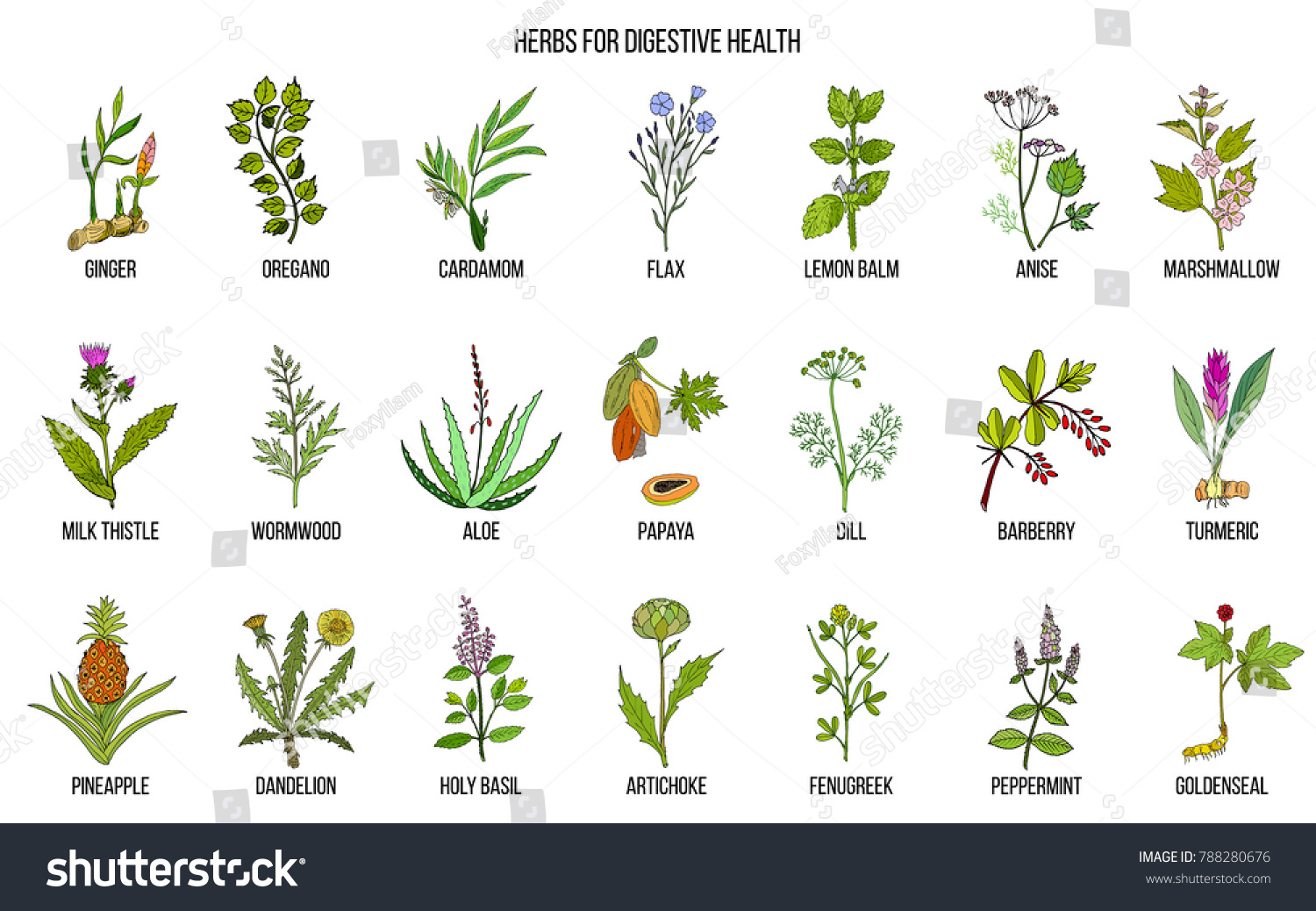 Herbs Digestive Health Hand Drawn Vector Stock Vector (Royalty Free ...