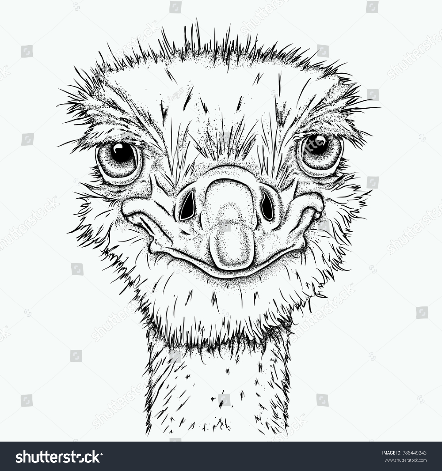 Portrait Ostrich Can Be Used Printing Stock Vector (Royalty Free ...