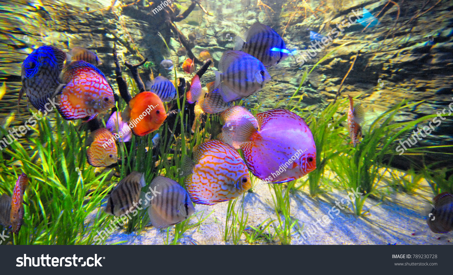 Мир аквариумных рыбок