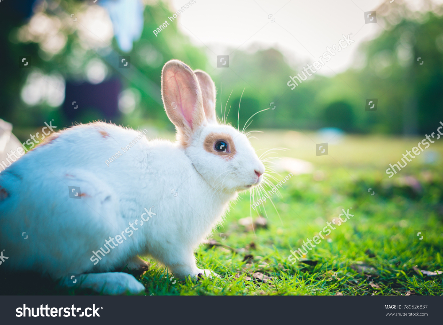 Rabbit Looking Camera Stock Photo 789526837 | Shutterstock