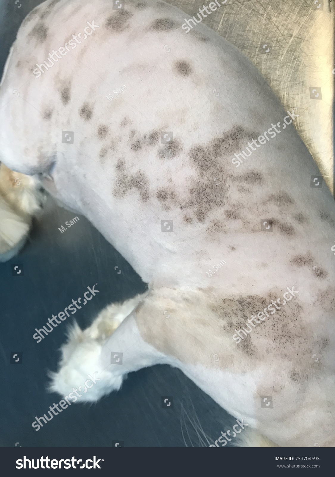 cat-skin-disease-caused-by-fungus-stock-photo-789704698-shutterstock