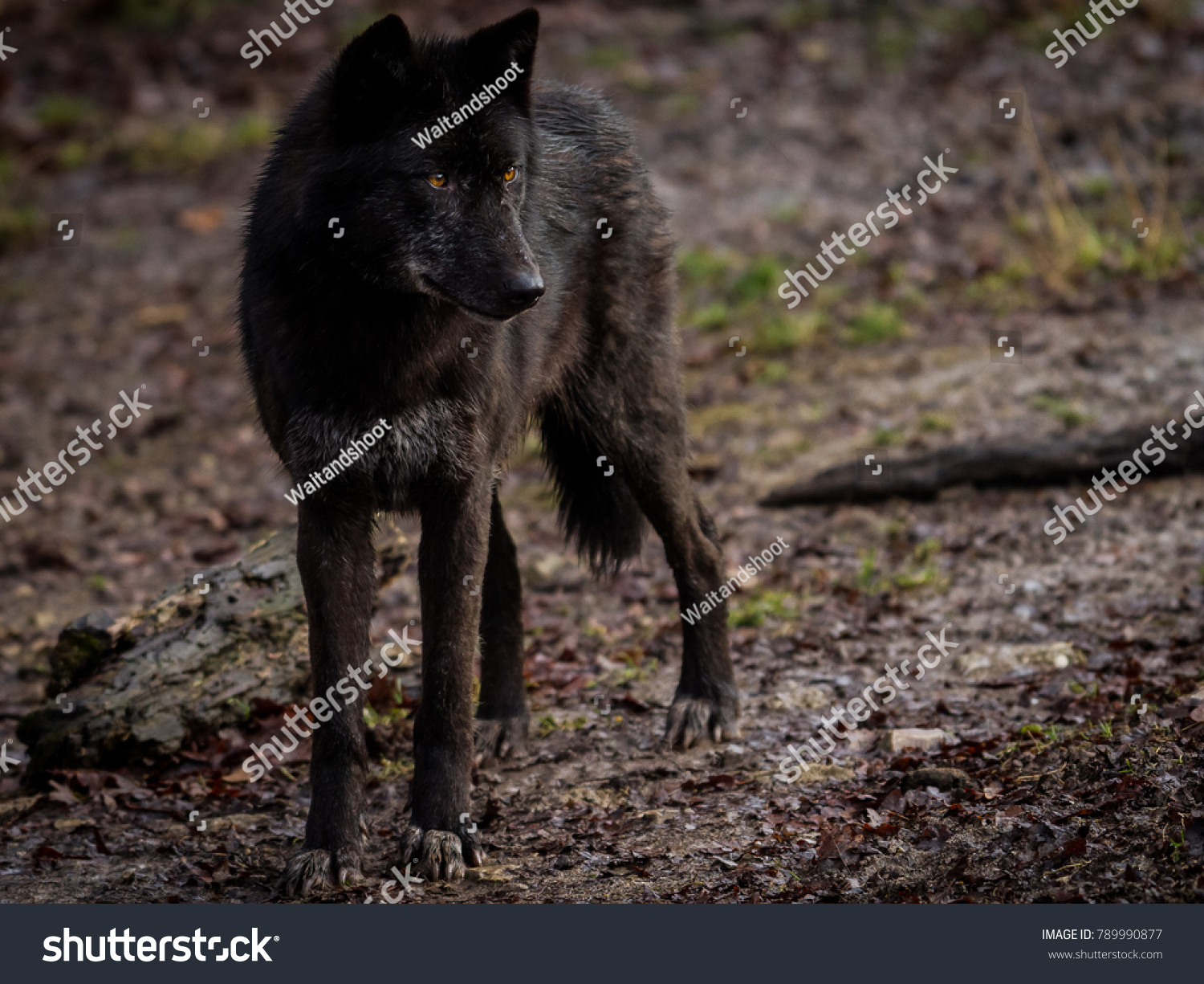 Black Wolf Animal Stock Photo 789990877 | Shutterstock