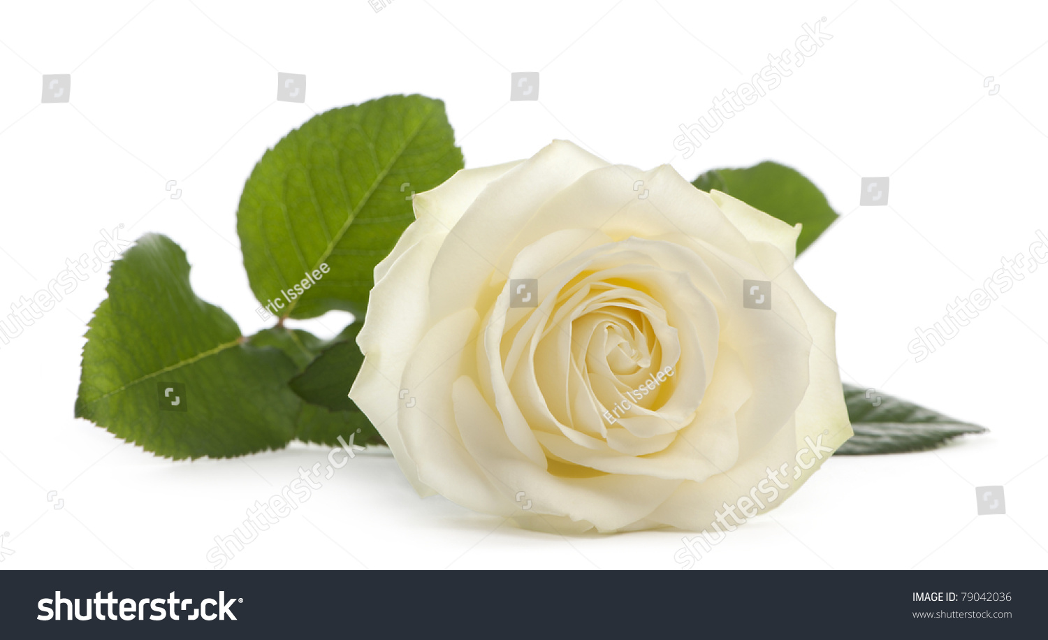 Single White Rose Lying Down On Stock Photo 79042036 | Shutterstock