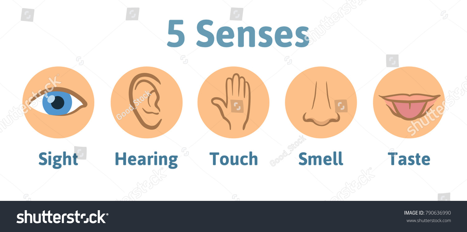 Set Five Human Senses Icon Vision Stock Vector (Royalty Free) 790636990 ...