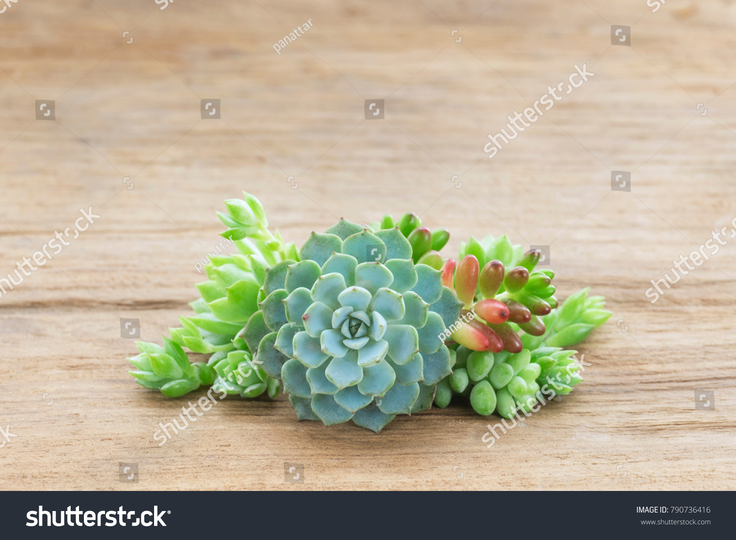 Mini Bunch Green Flowering Houseplant Succulent Stock Photo 790736416 ...