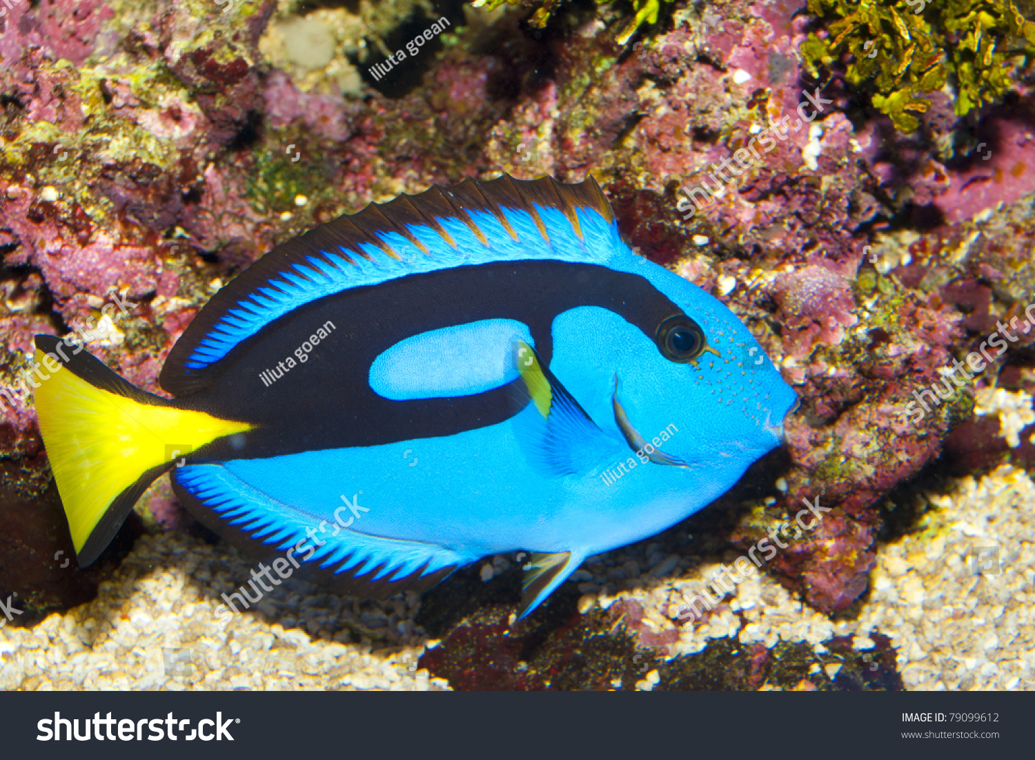Самые красивые тропические рыбки
